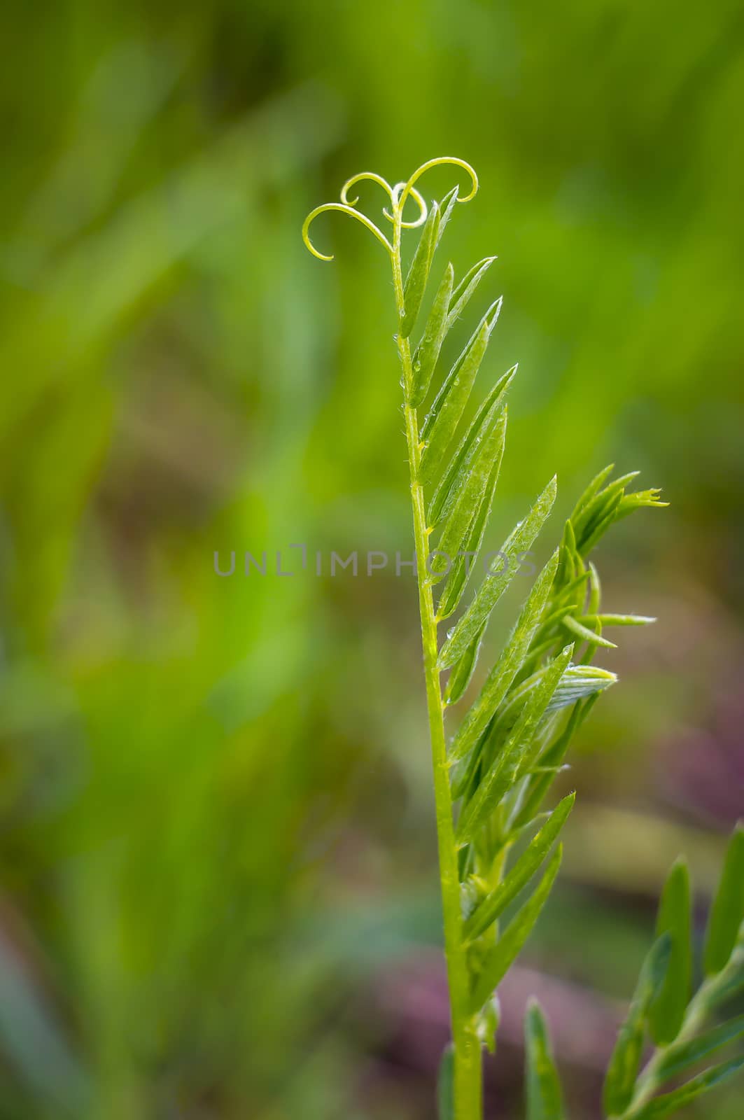 young green tendril in spring