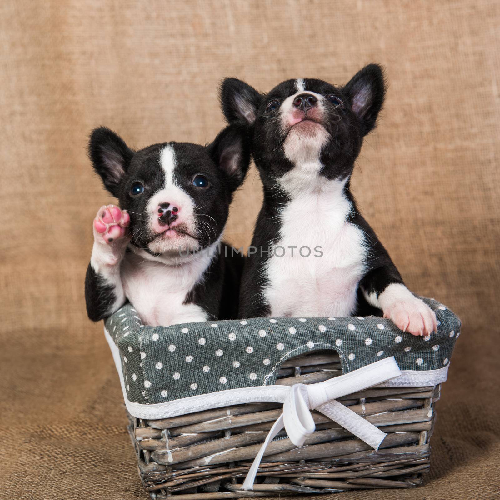 Two Funny small babies Basenji puppies dogs on Sackcloth background, greeting card