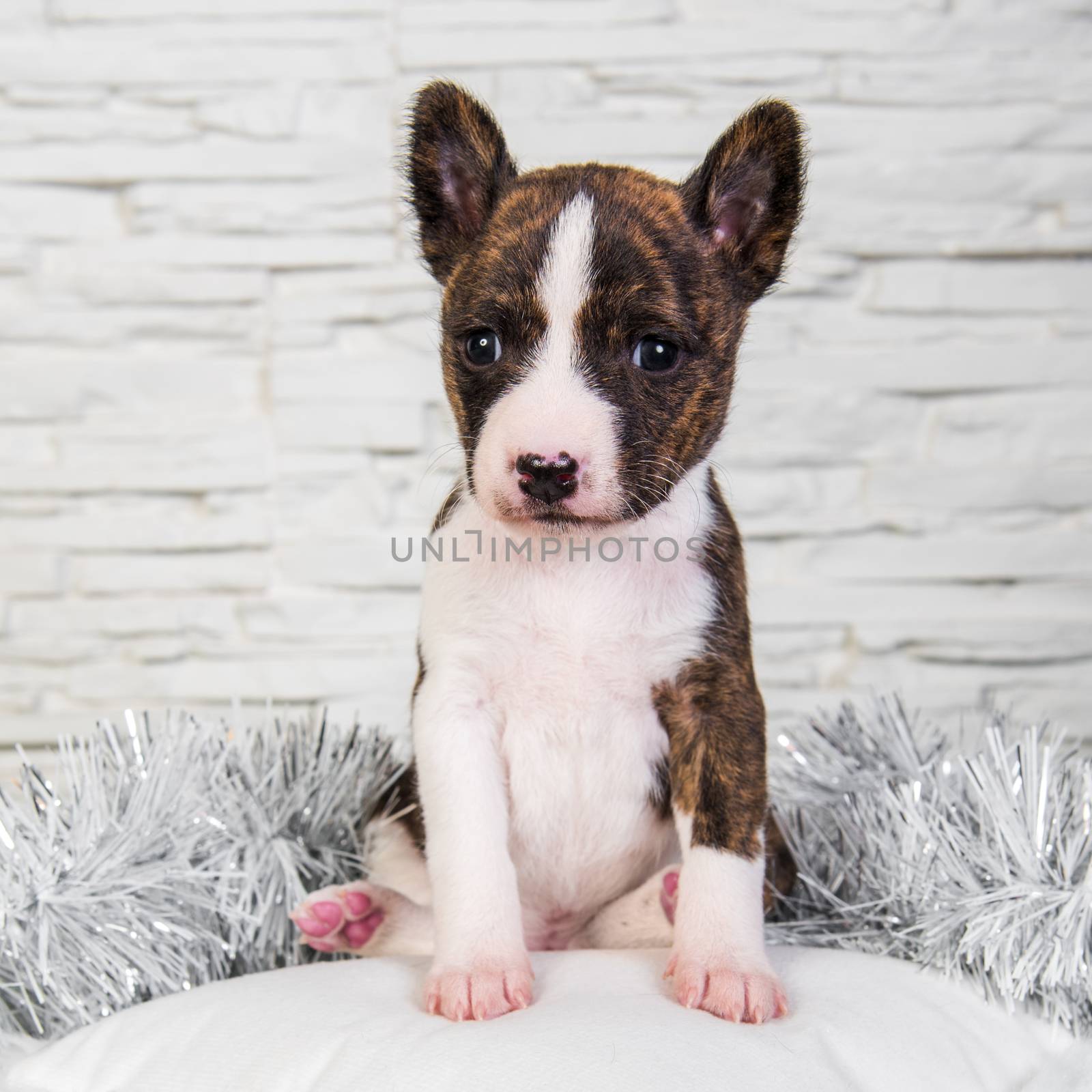 Basenji puppy dog on a white fluffy pillow by infinityyy