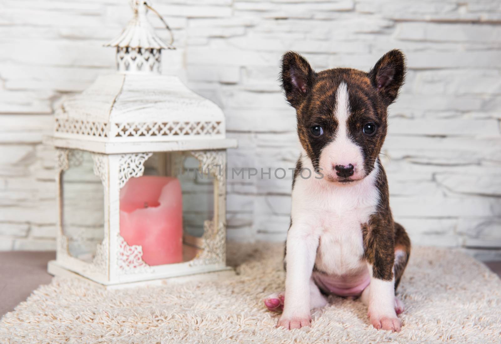 Cute funny brindle basenji puppy dog and lantern with a candle. Winter Christmas or New Year card on white background