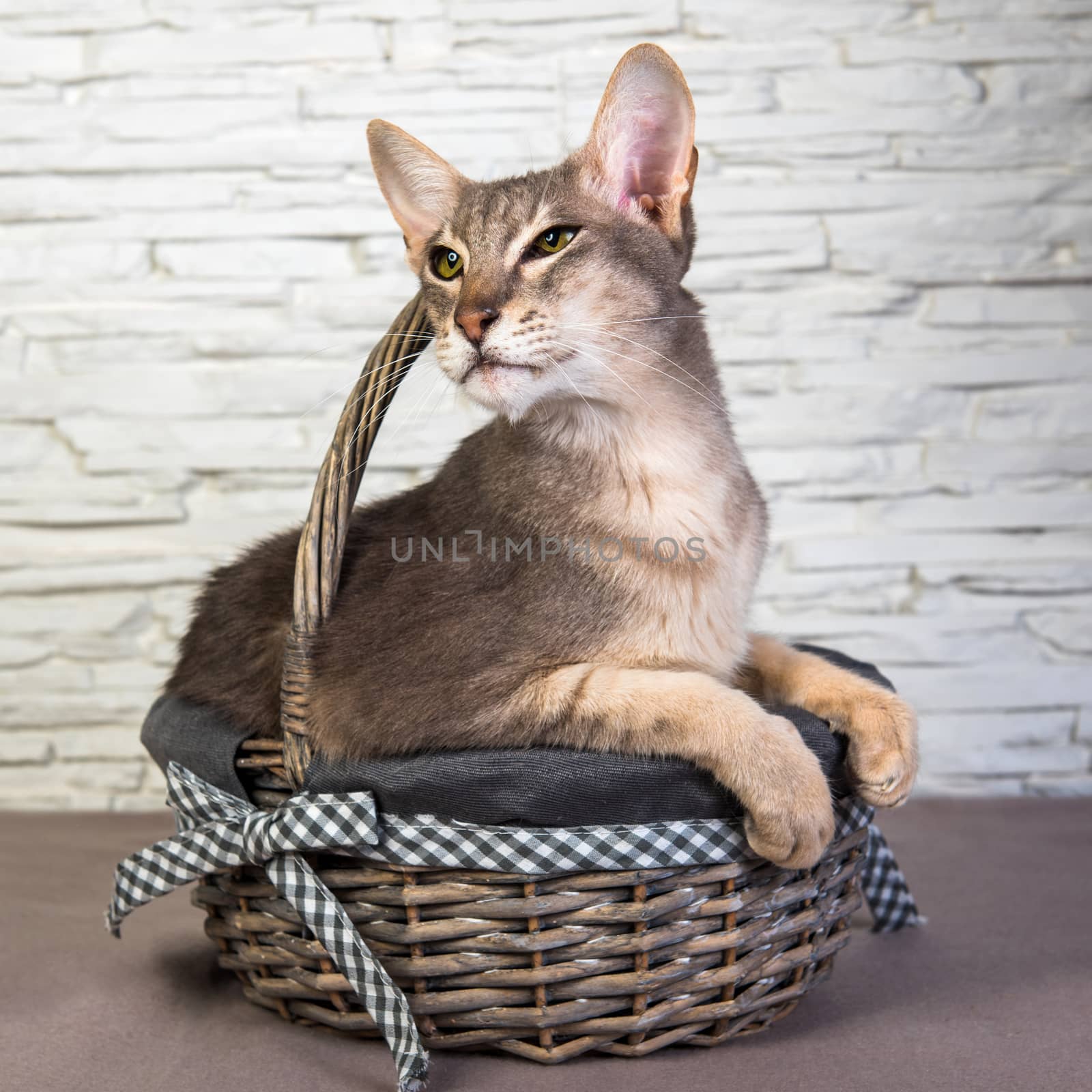 Funny Cat Oriental in a basket inside on Easter holiday