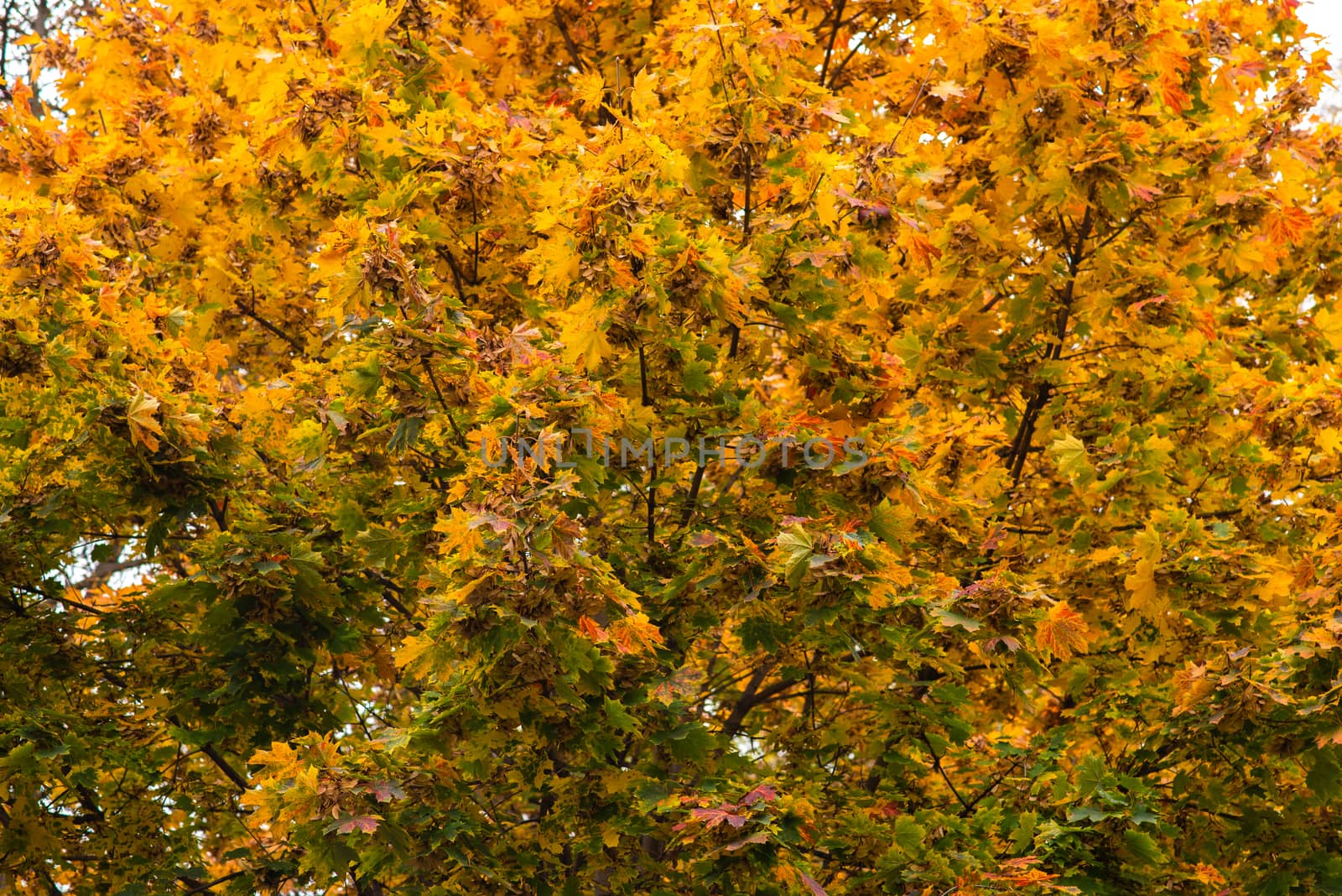The yellow foliage of a tree in Autumn in a park in nature.