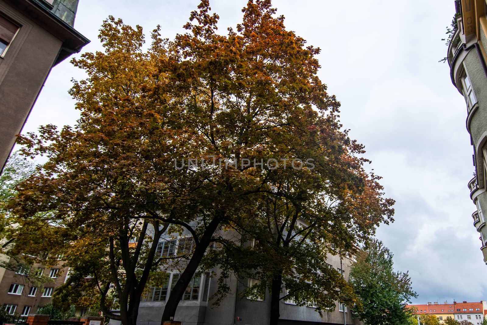 The foliage of a tree in the city on a stormy autumn day by gonzalobell