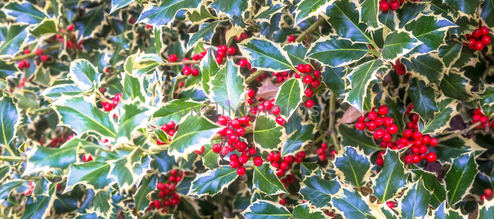 Holly barries background. Traditional symbol of Christmas and New Year season.