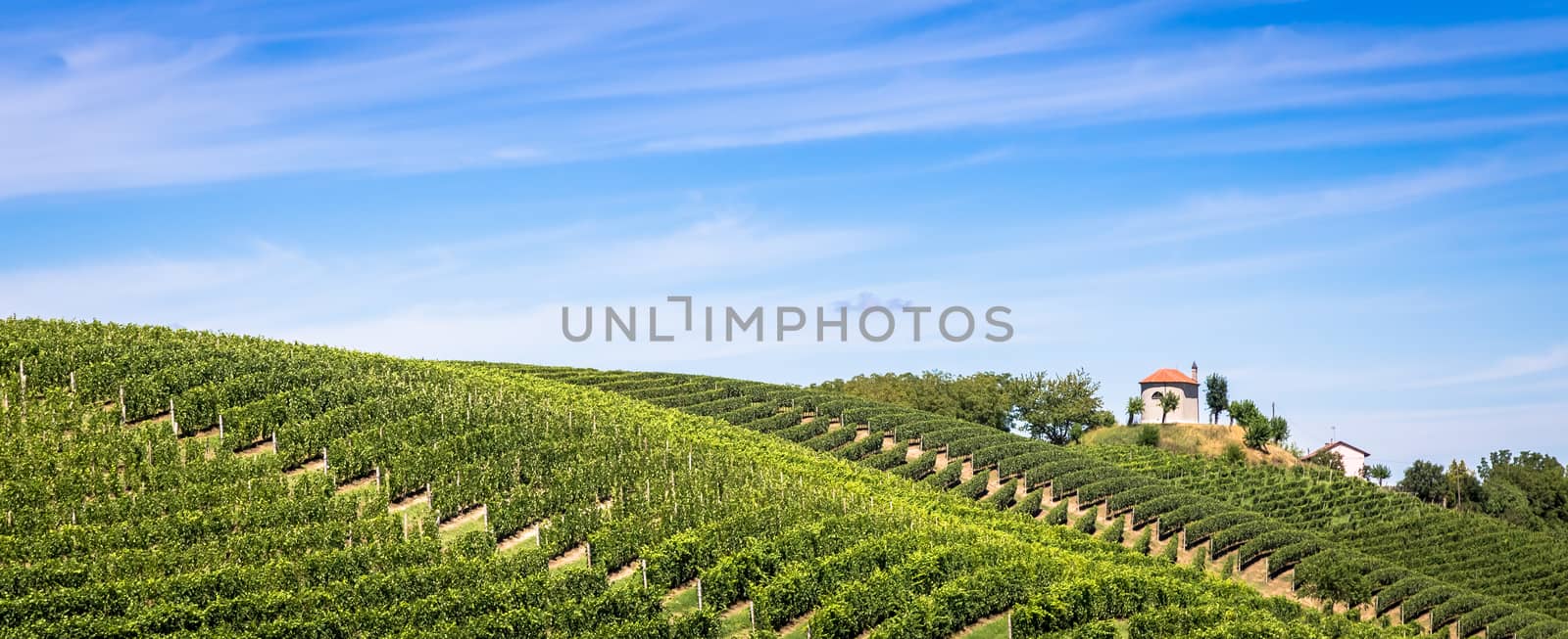 ASTI, ITALY - CIRCA AUGUST 2020: Piedmont hills in Italy, Monferrato area. Scenic countryside during summer season with vineyard field. Wonderful blue sky in background.