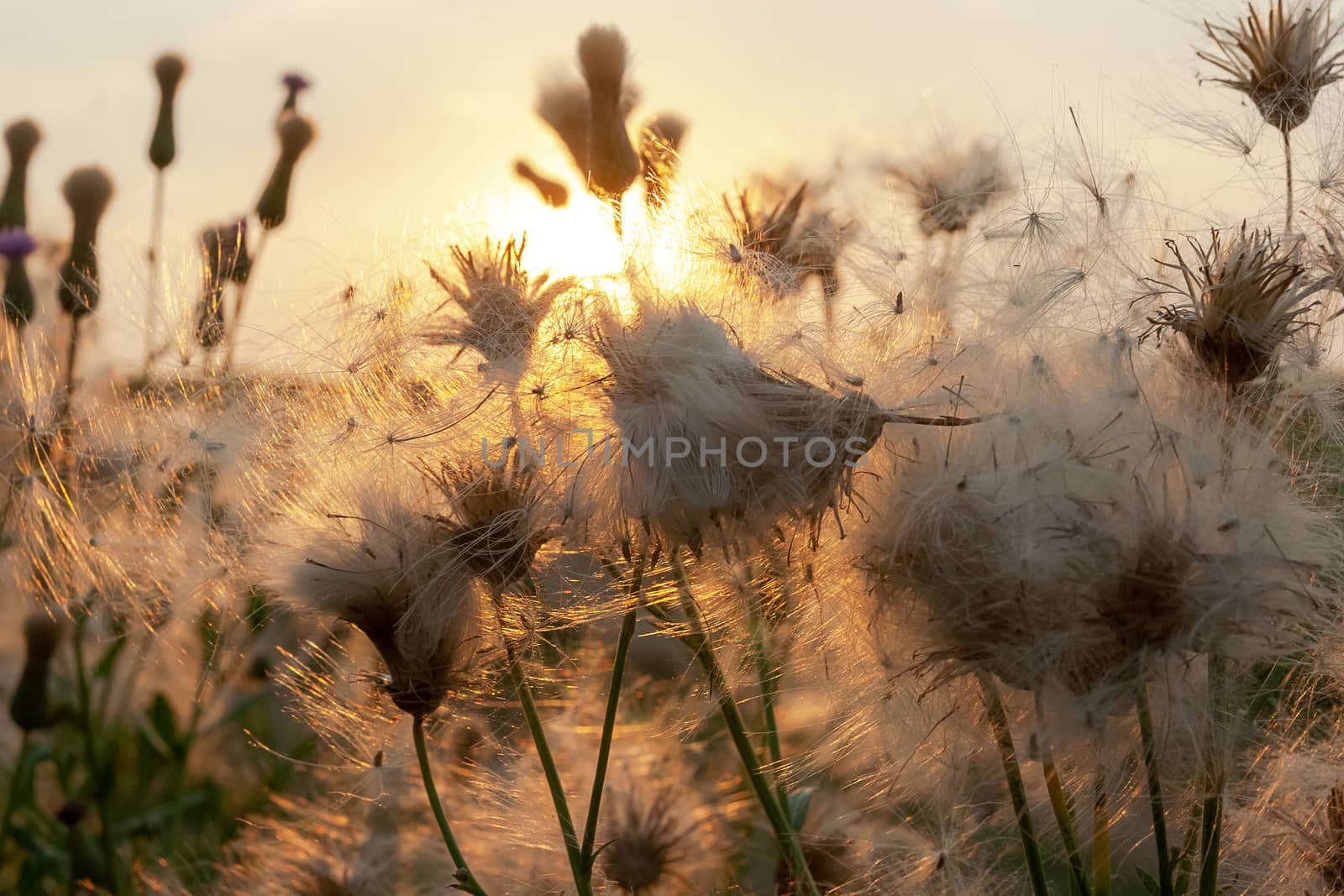 Dry Thistles flowers closeup in wild meadow with blurred background and bokeh sunlight. Abstract natural Beautiful pattern with neutral colors, Minimal, stylish, trend concept. Space for text.