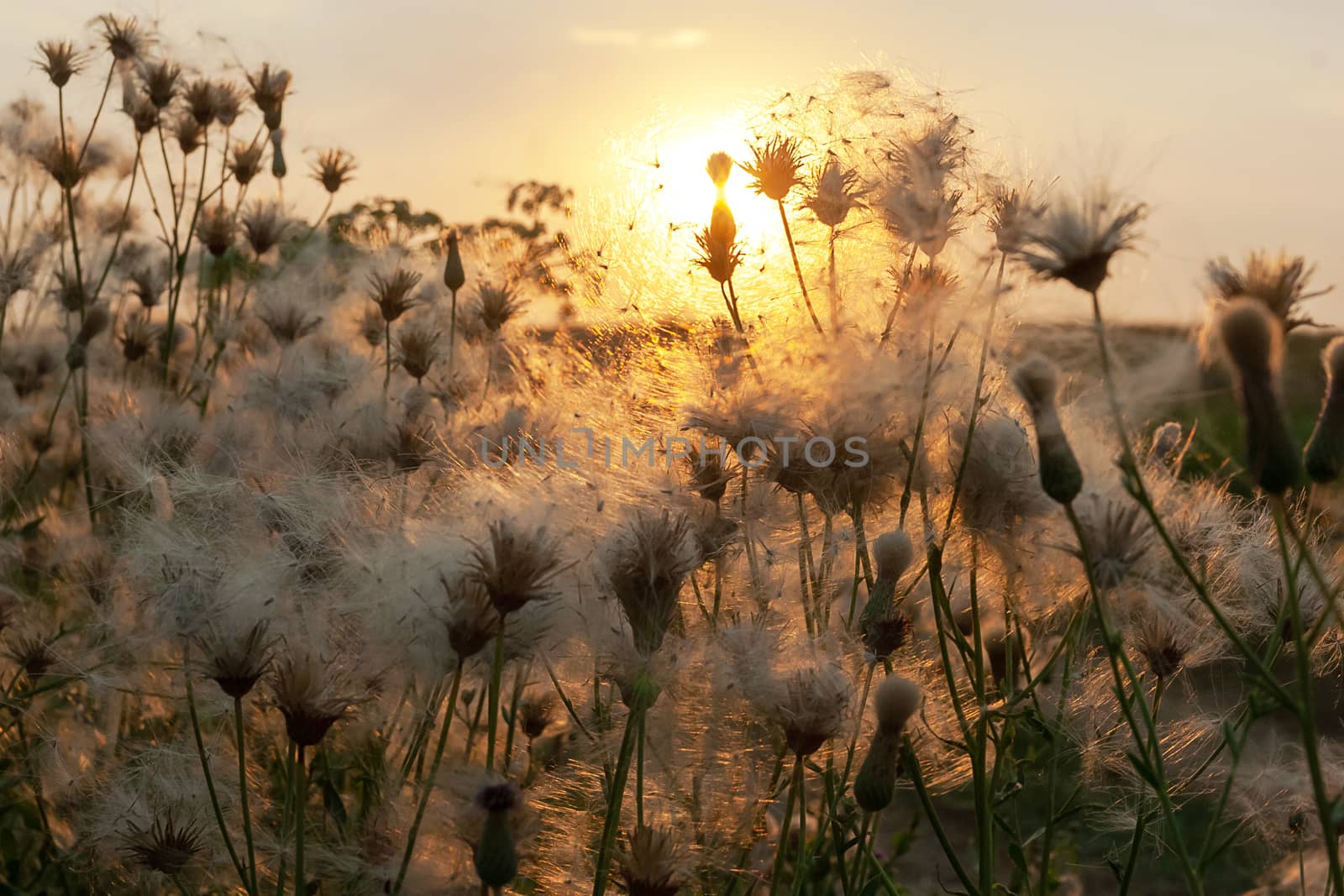 flowers closeup with the blurred background and bokeh and sunlight by polyats