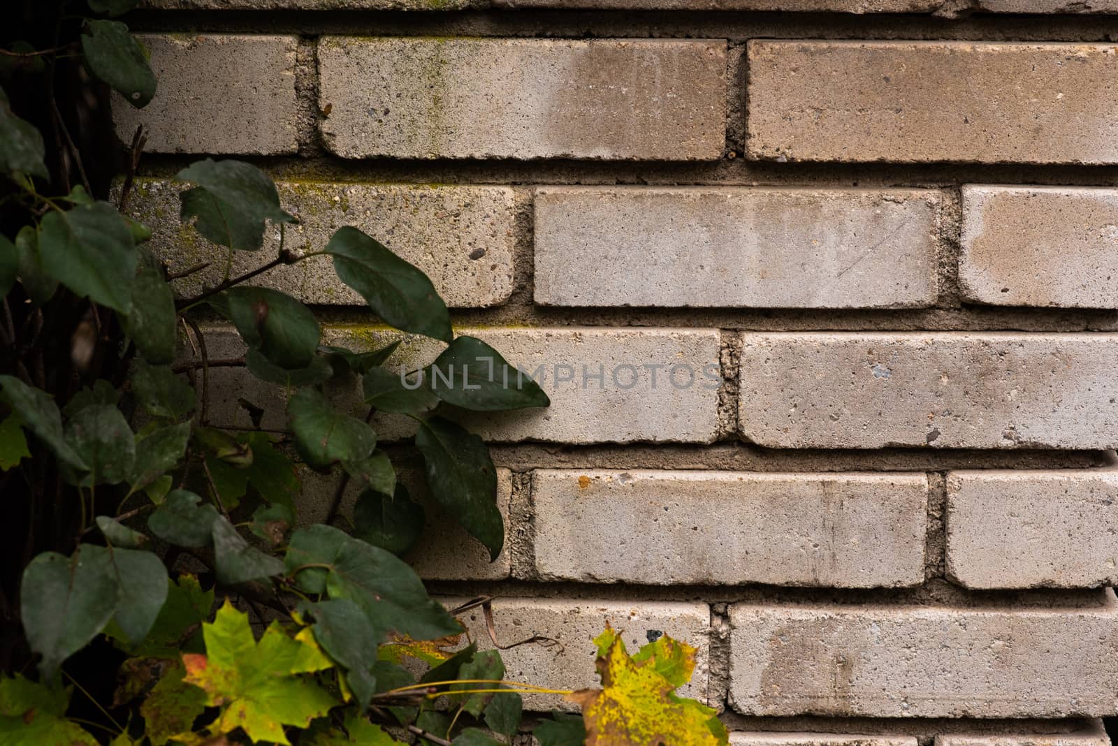 Old wall made of bricks with plant creeper in the city by gonzalobell