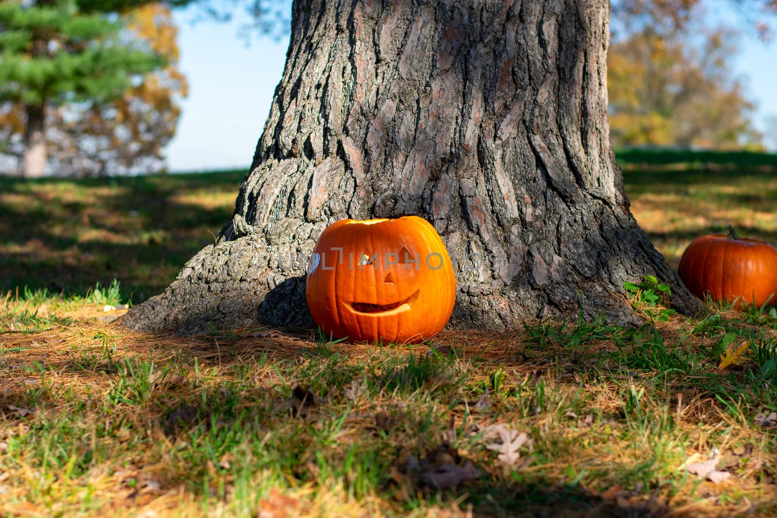 A Crudely Carved Pumpkin In Front of a Tree at a Park by bju12290
