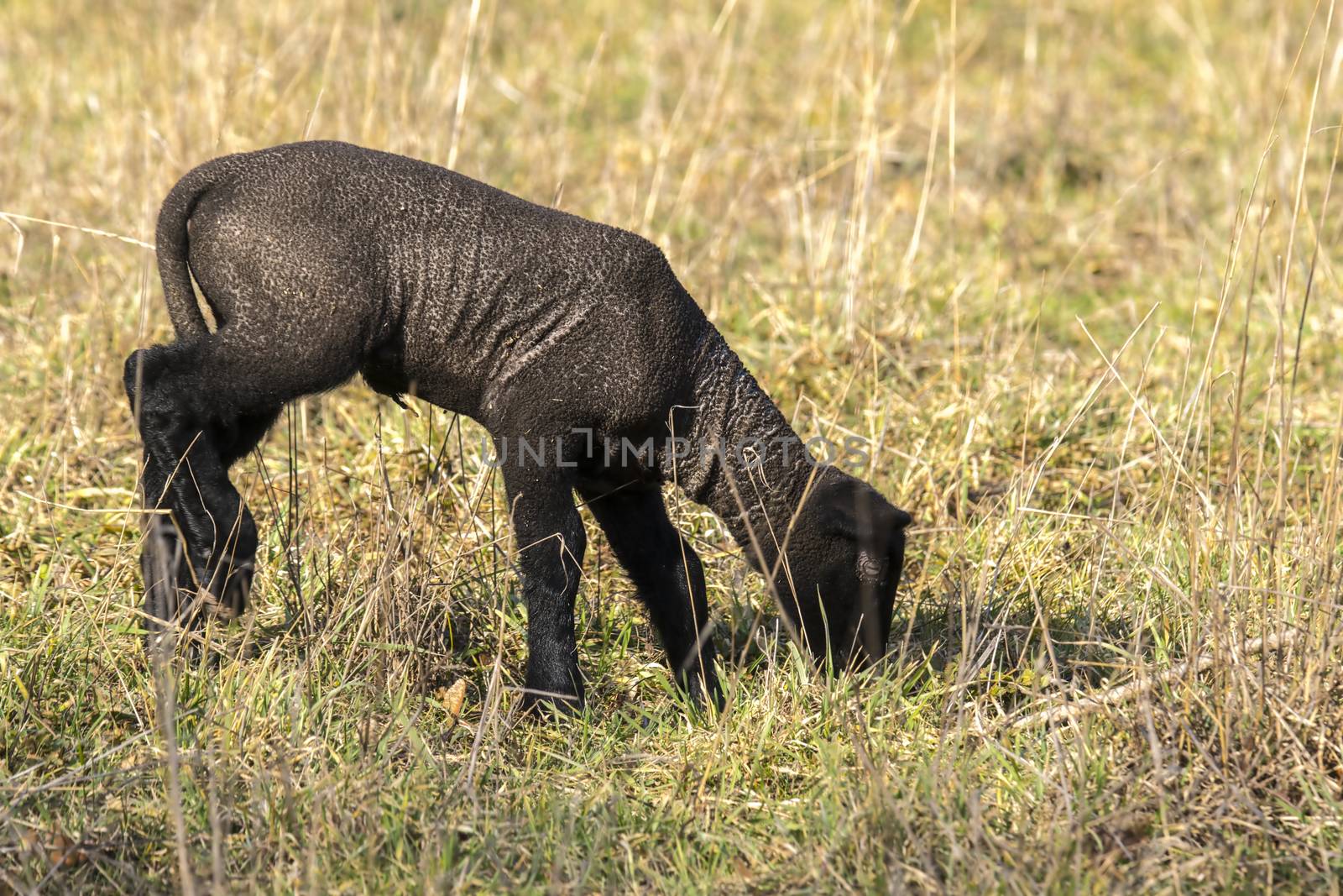 young new born black lamb explores the world