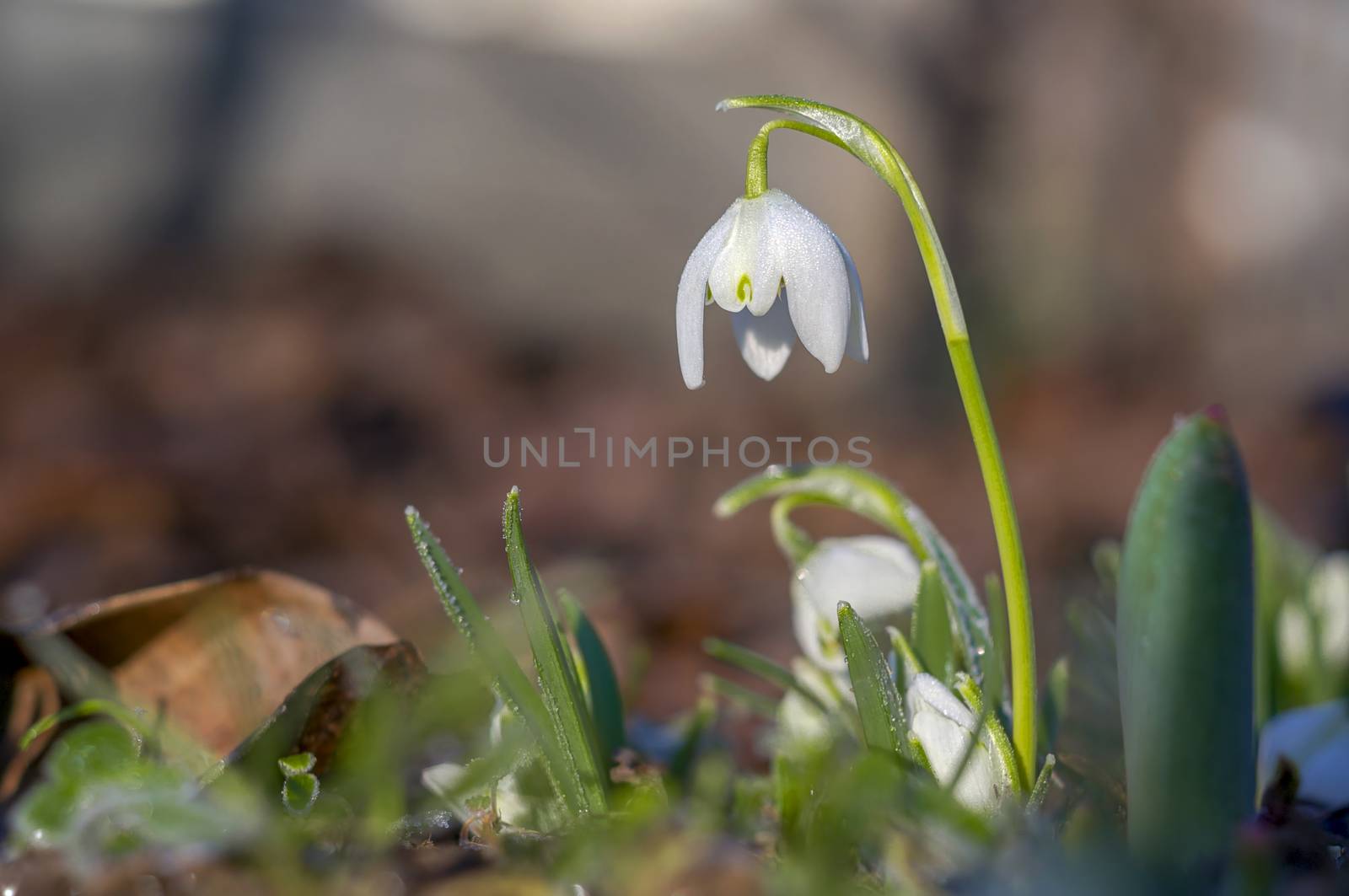 snow drop flower in my season garden