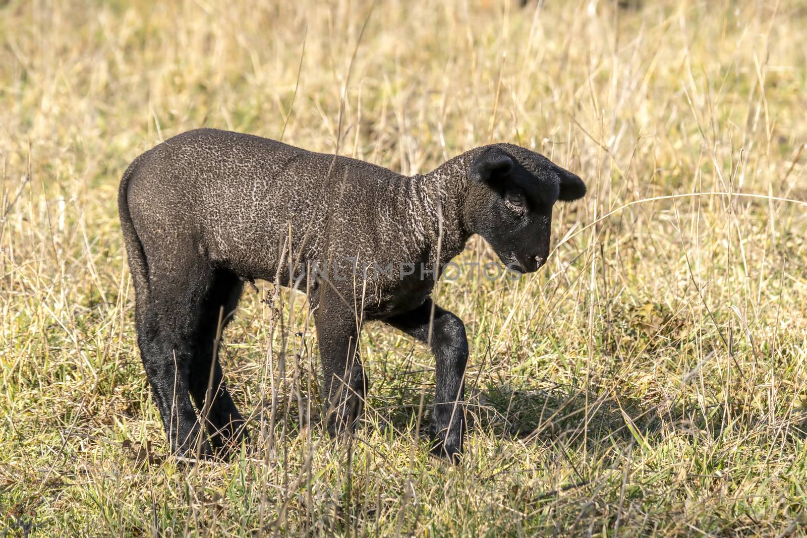 young new born black lamb explores the world
