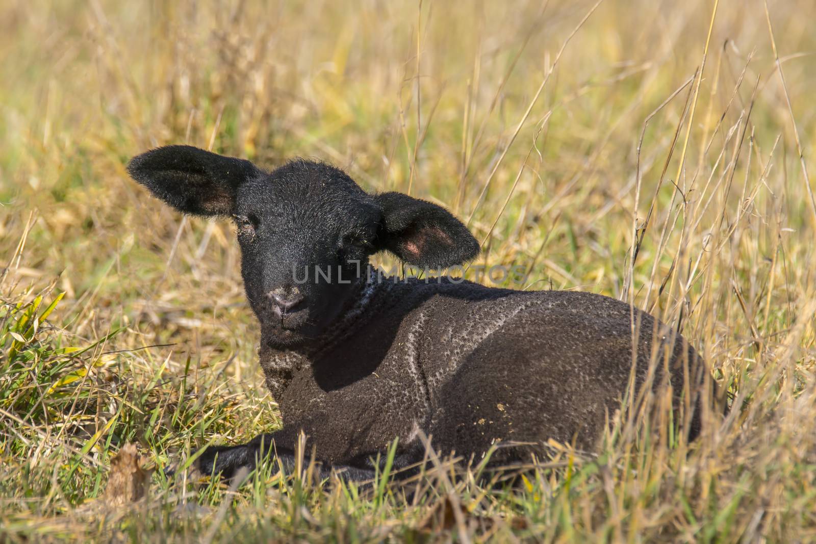 young new born black lamb explores the world