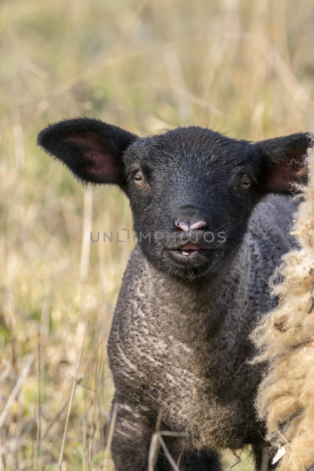 young new born black lamb explores the world