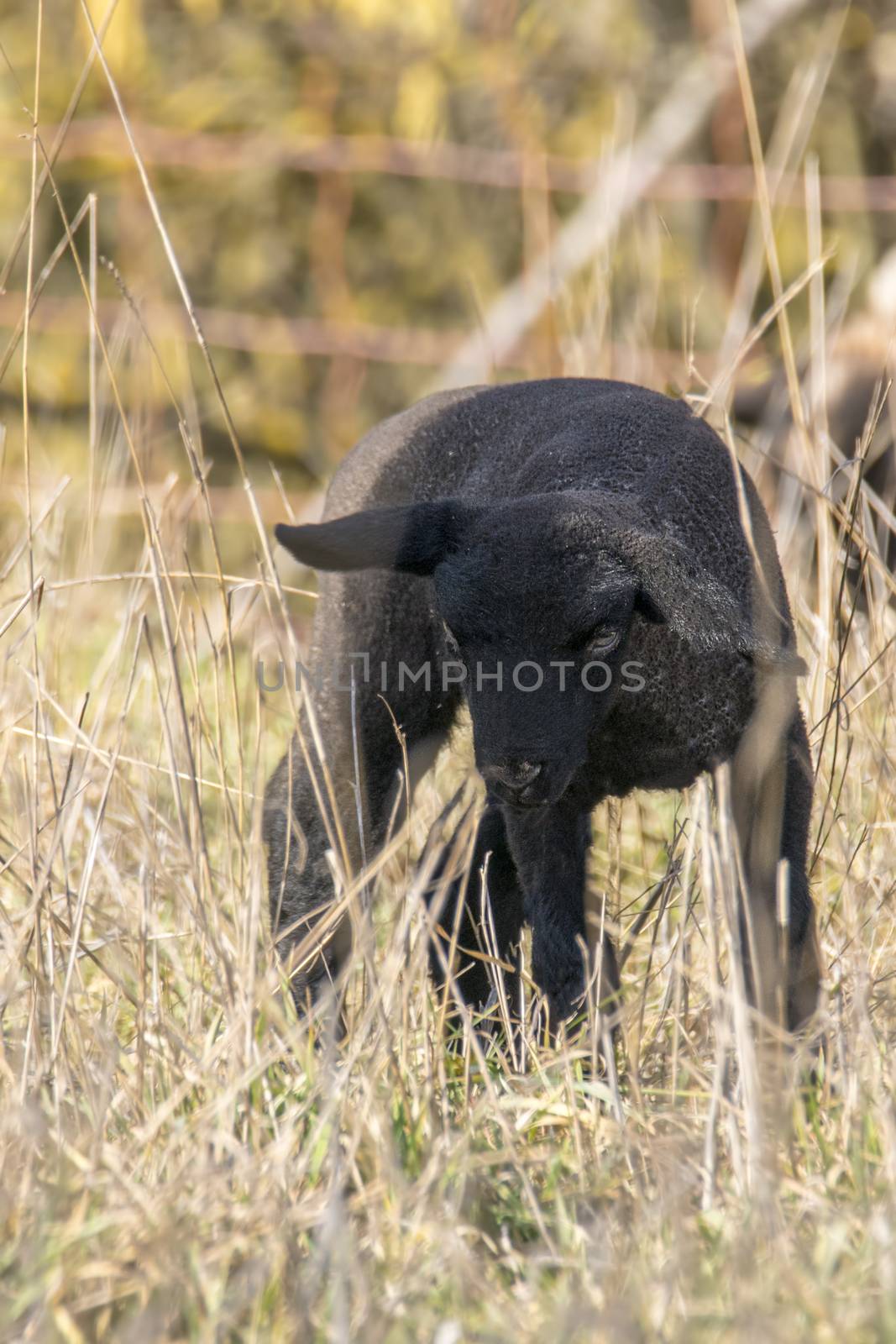 young new born black lamb explores the world