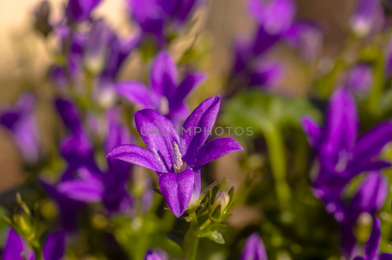 purple violet easter flower spring blossom in my garden