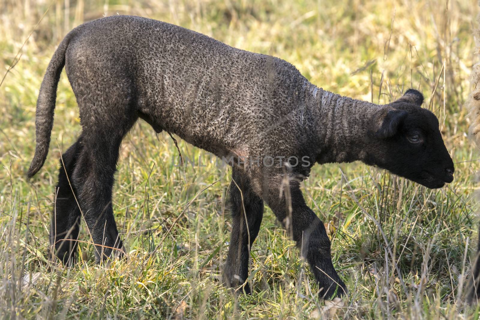 young new born black lamb explores the world