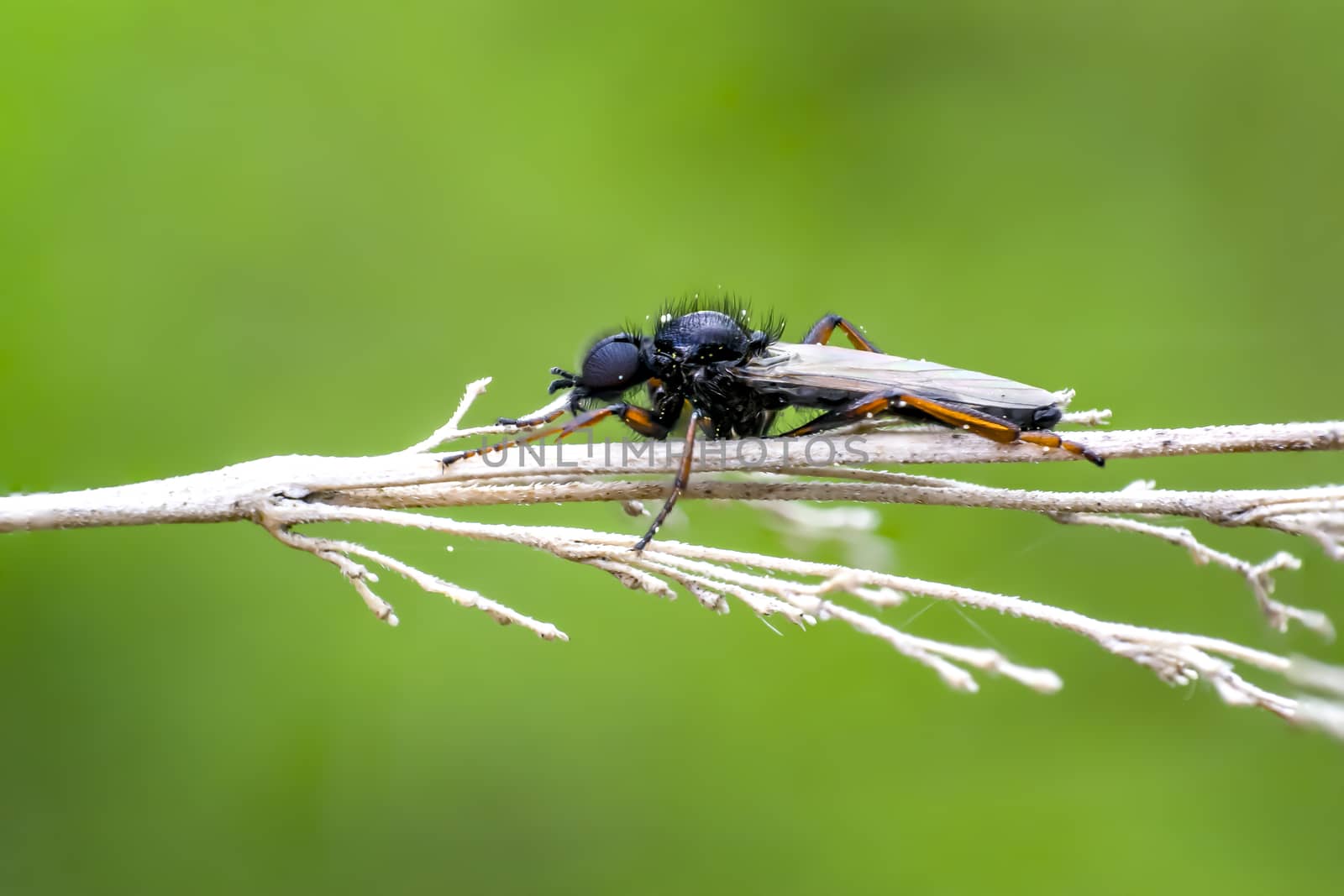 March Fly in my nature season garden