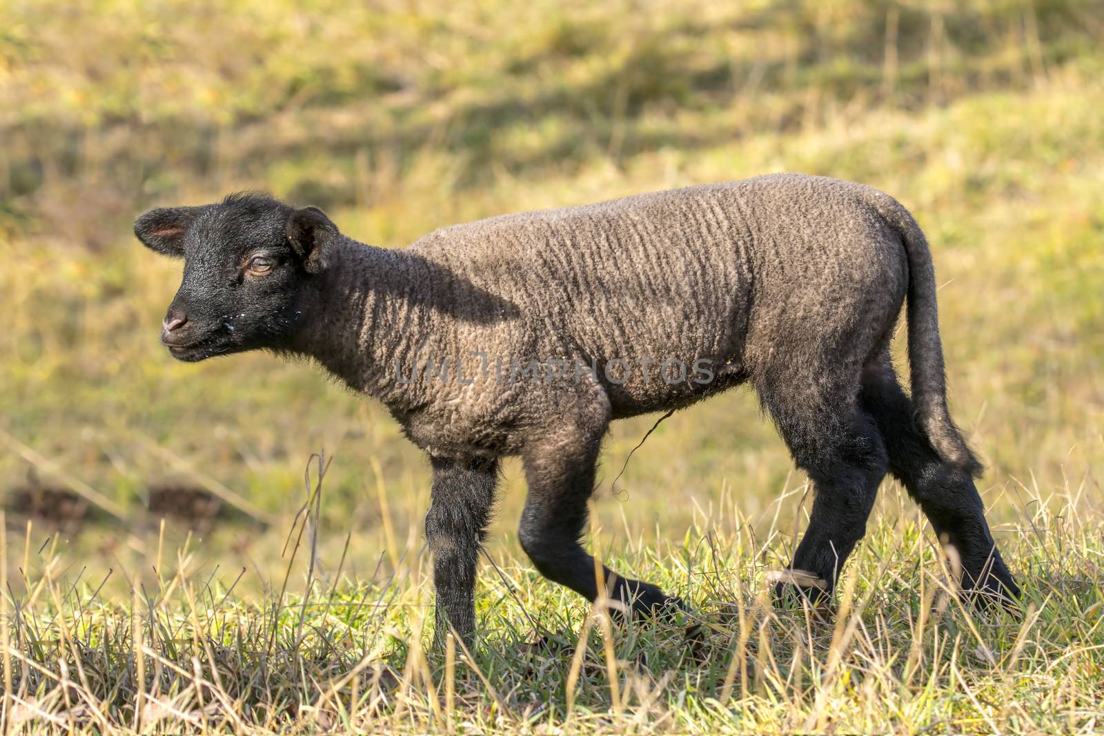young new born black lamb explores the world