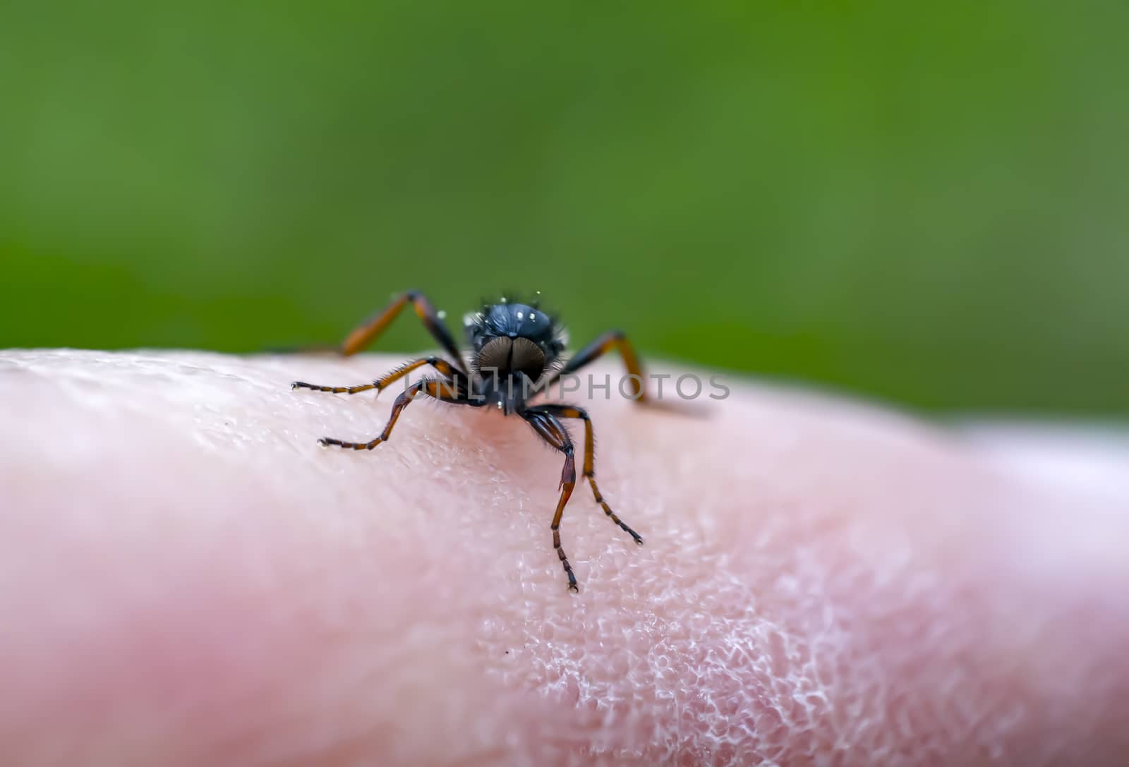 March Fly in my nature season garden