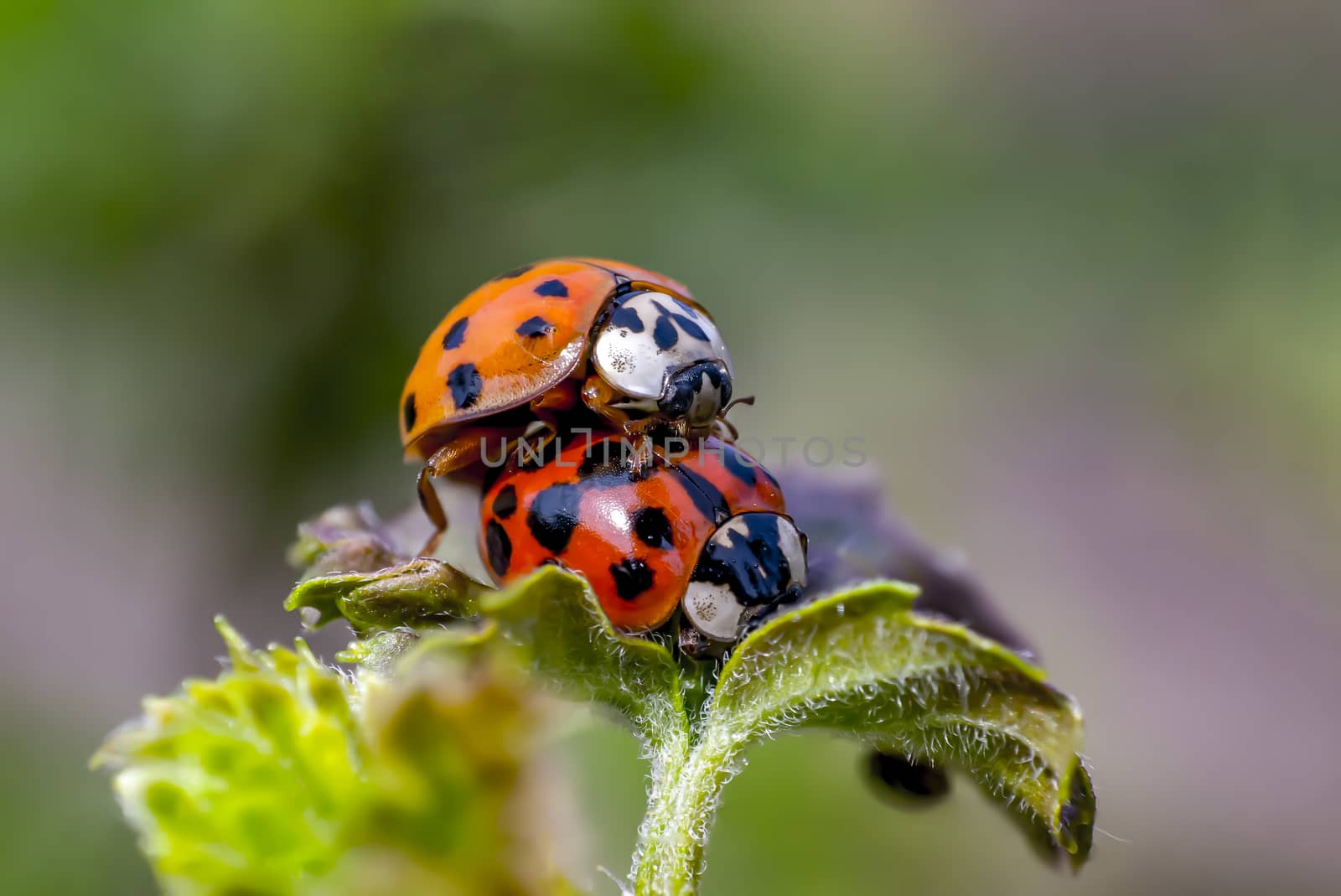 Two ladybugs mating in my season garden