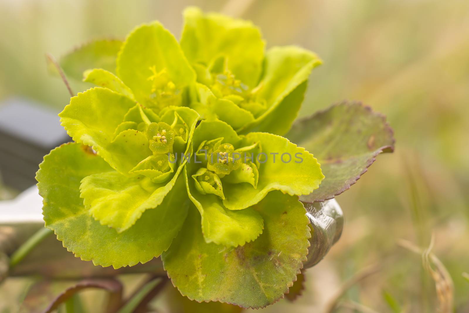green spring flower blossom in easter garden