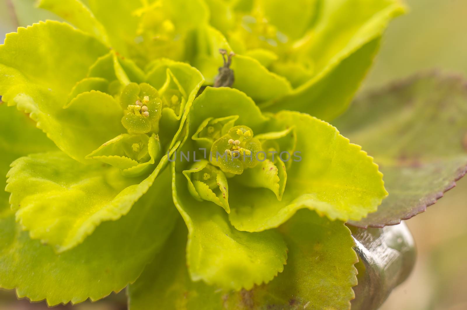 green spring flower blossom in easter garden