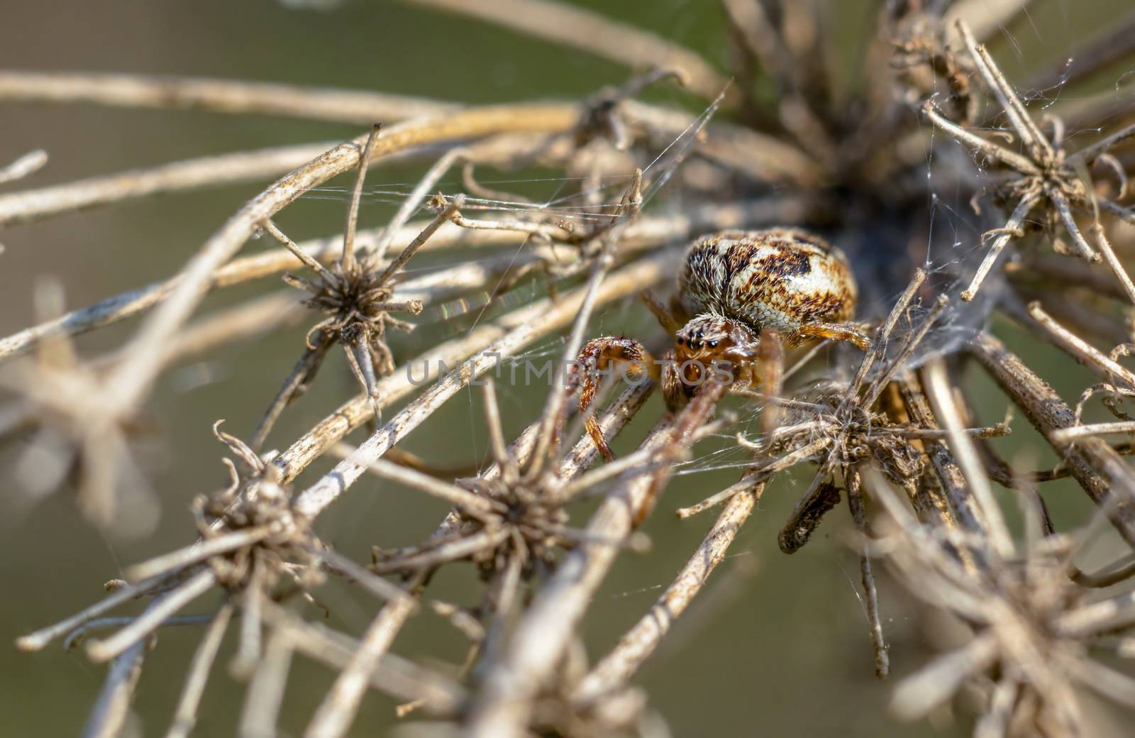 spider in its own web nest on a seasonal plant