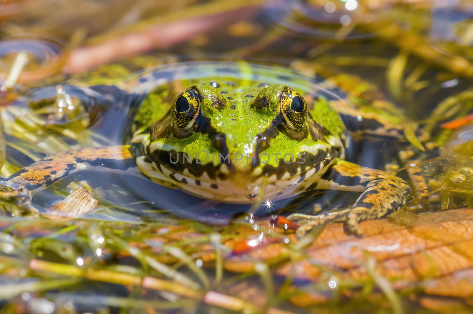 slippery frog in a pond in the nature