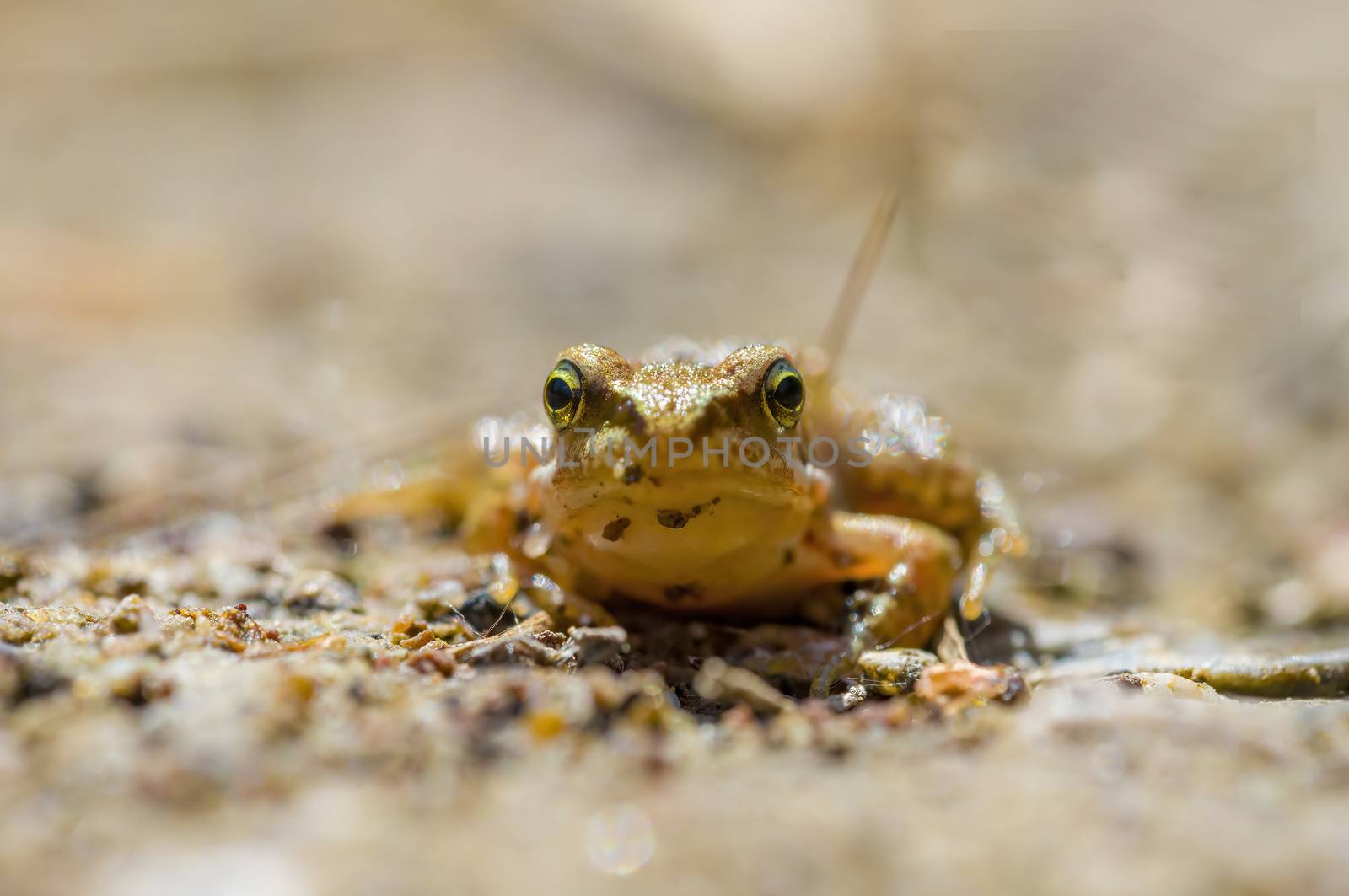 slippery frog in a pond in the nature