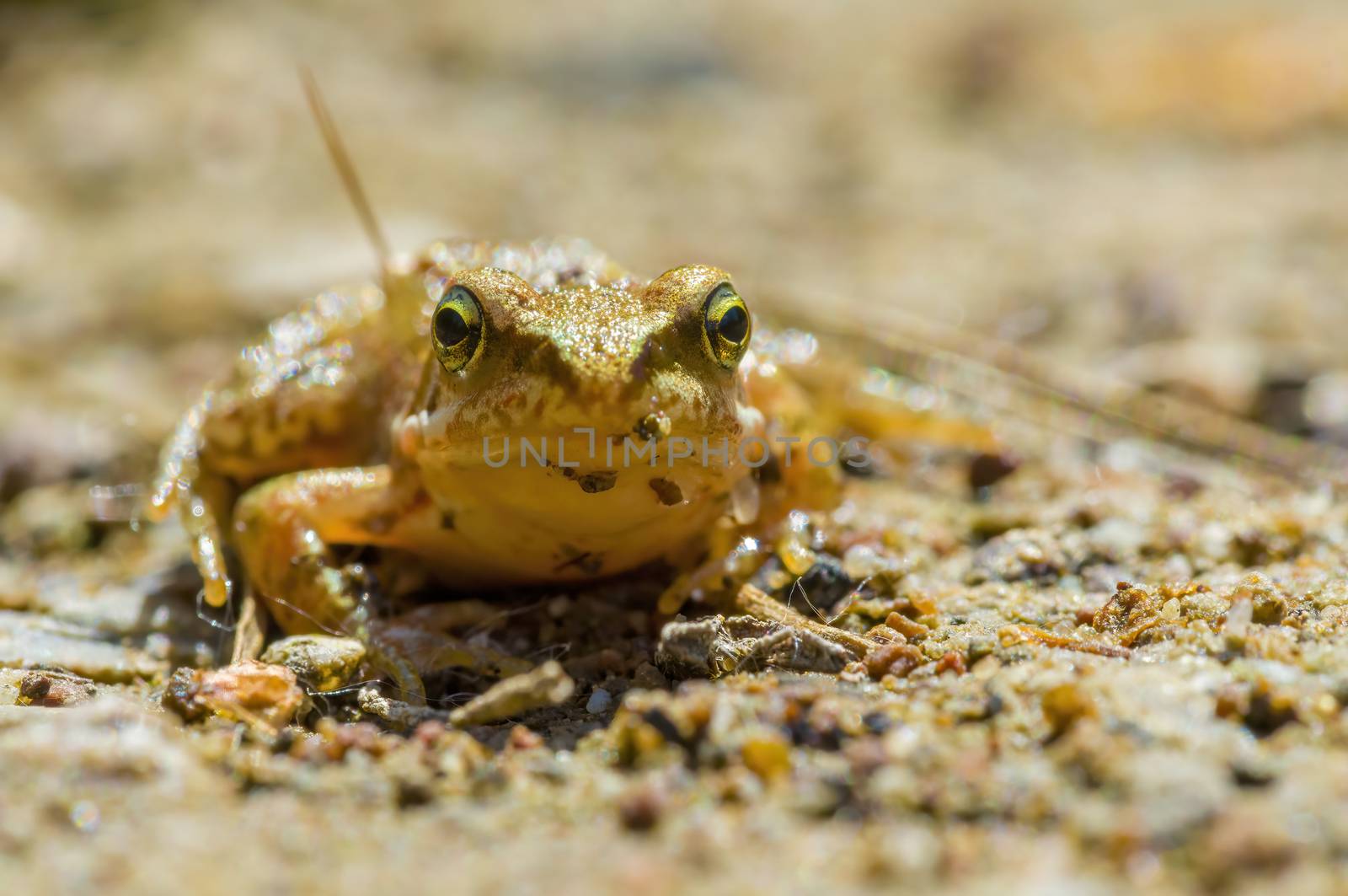 slippery frog in a pond in the nature