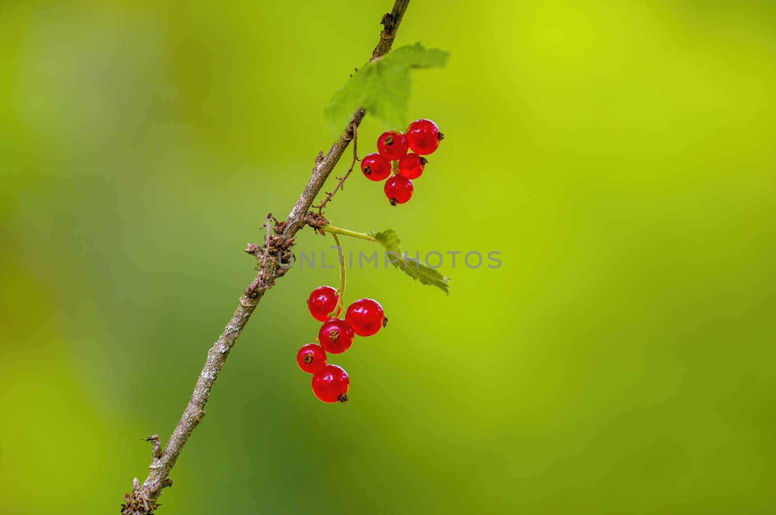 a red berry ribs on currant bush in the garden season