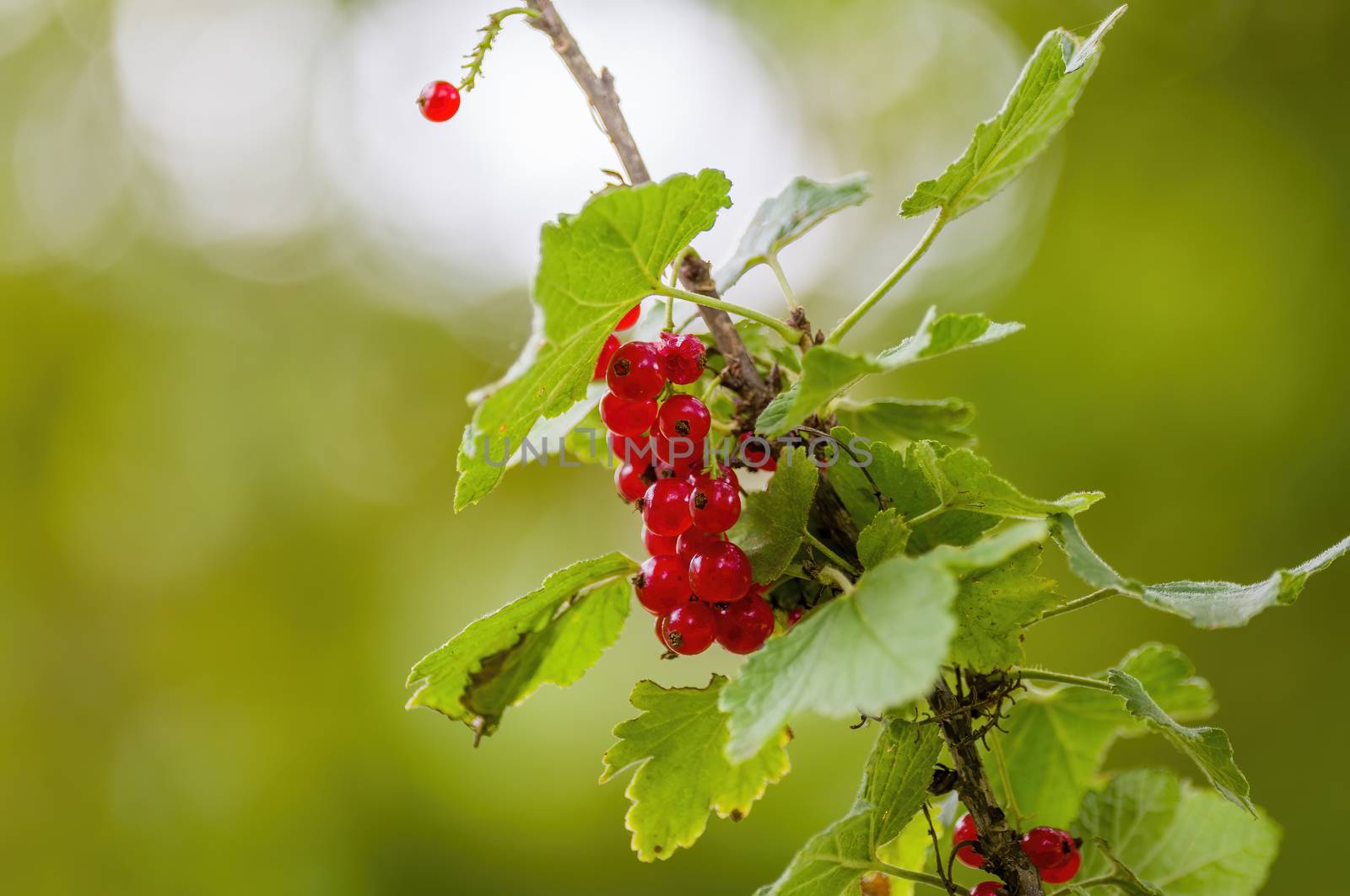 a red berry ribs on currant bush in the garden season