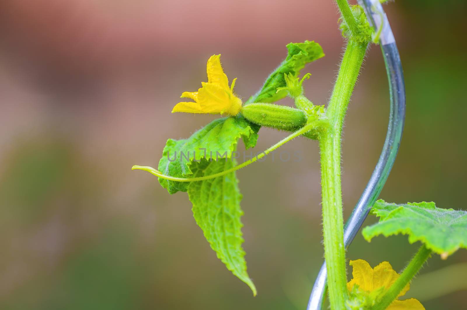 Fresh green cucumber on a plant in the seasonal garden
