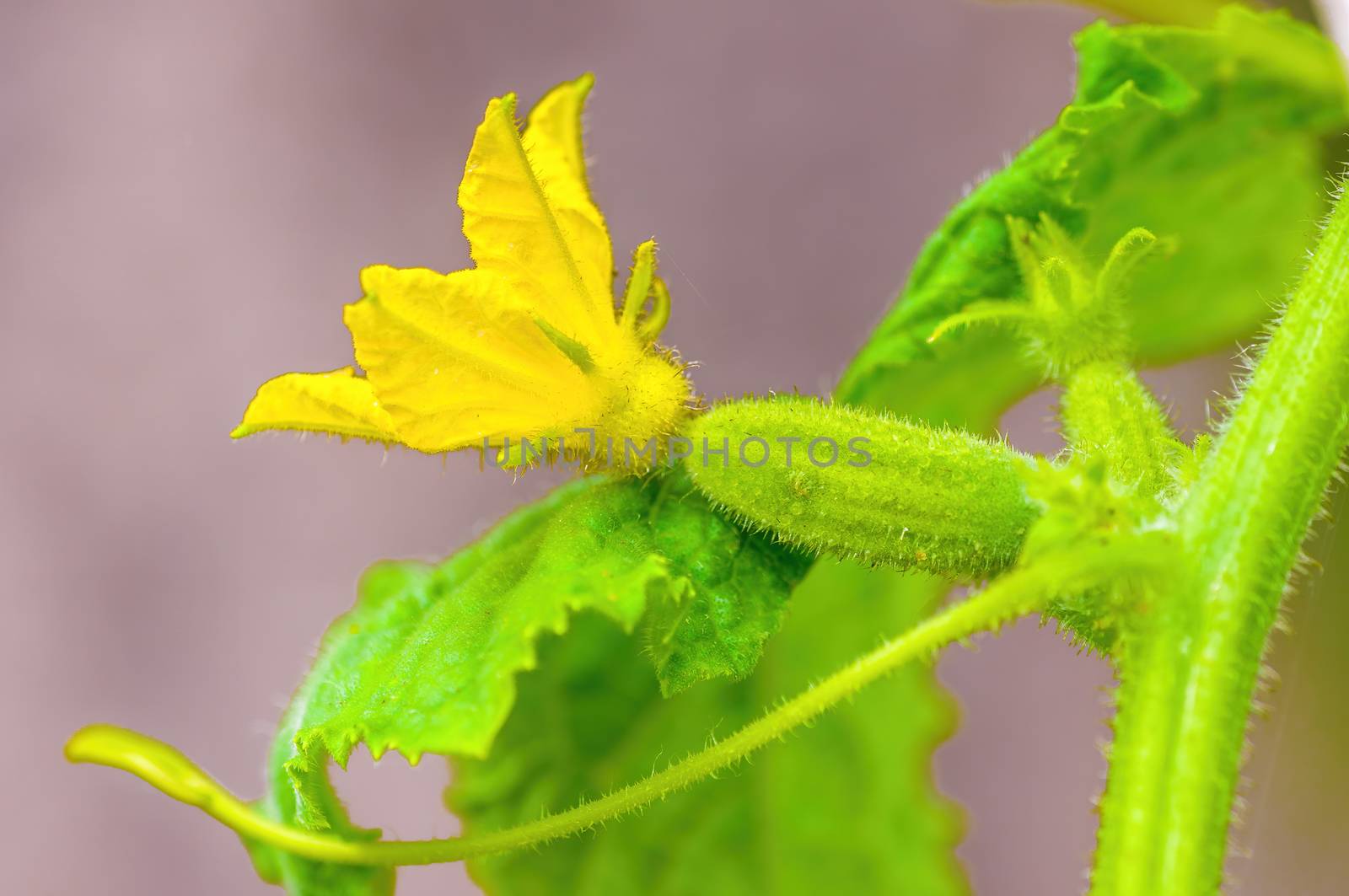 Fresh green cucumber on a plant in the seasonal garden