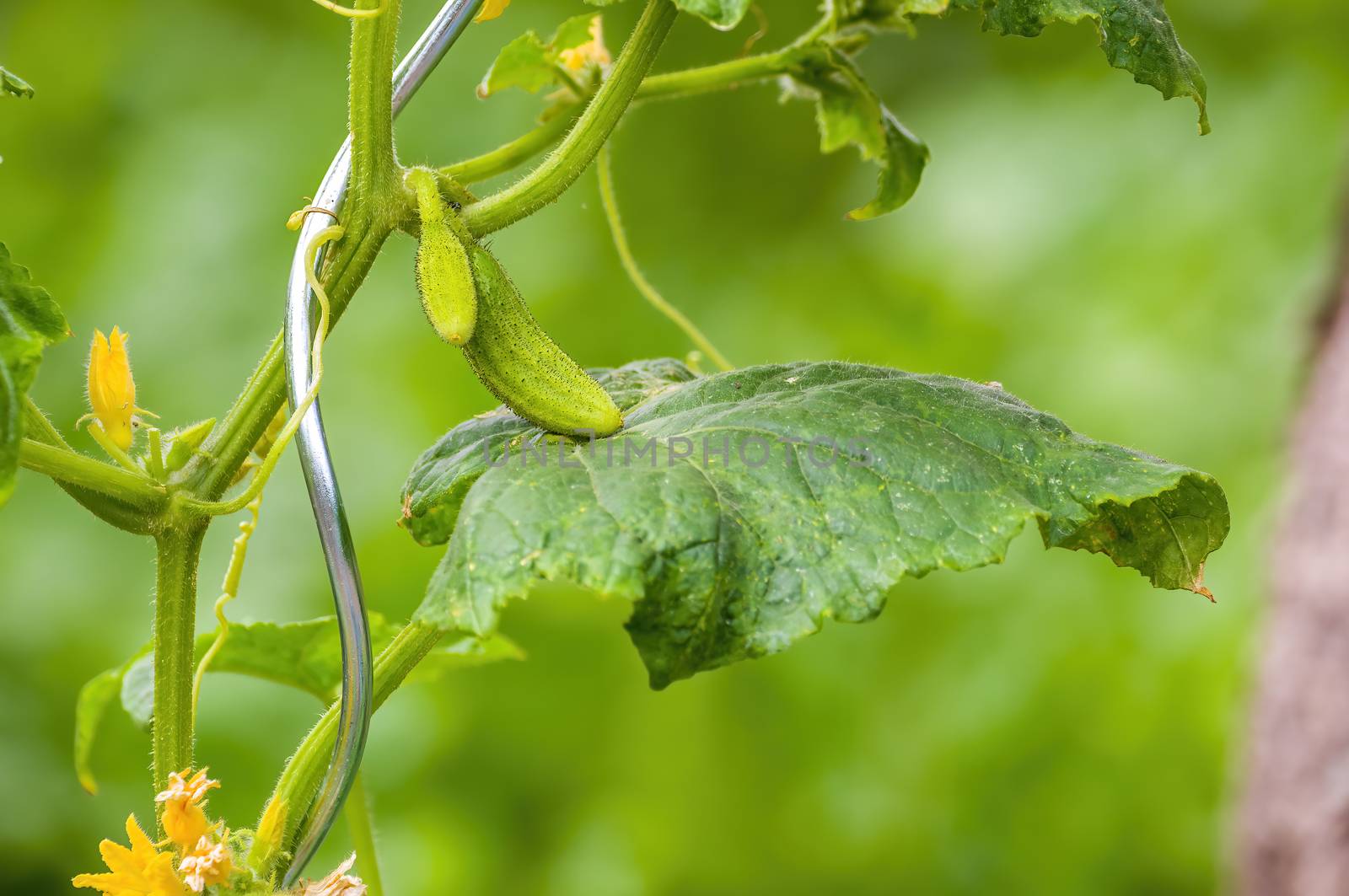 Fresh green cucumber on a plant in the seasonal garden