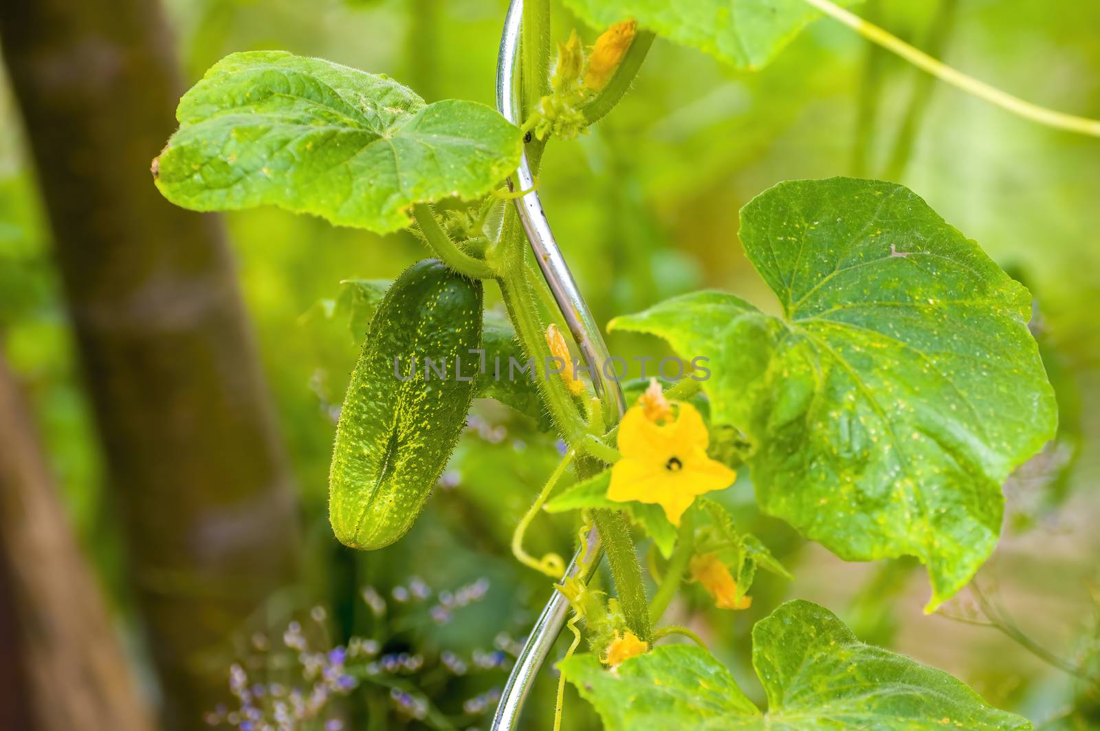 Fresh green cucumber on a plant in the seasonal garden