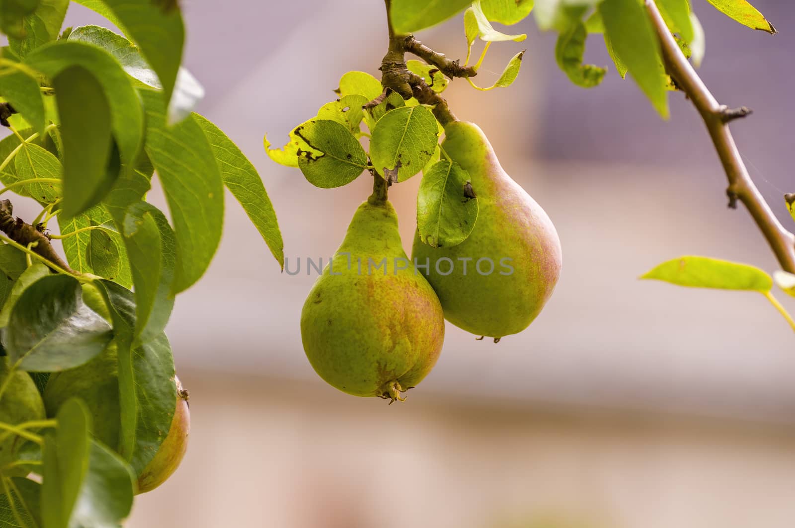 Delicious juicy pear on a tree in seasonal garden