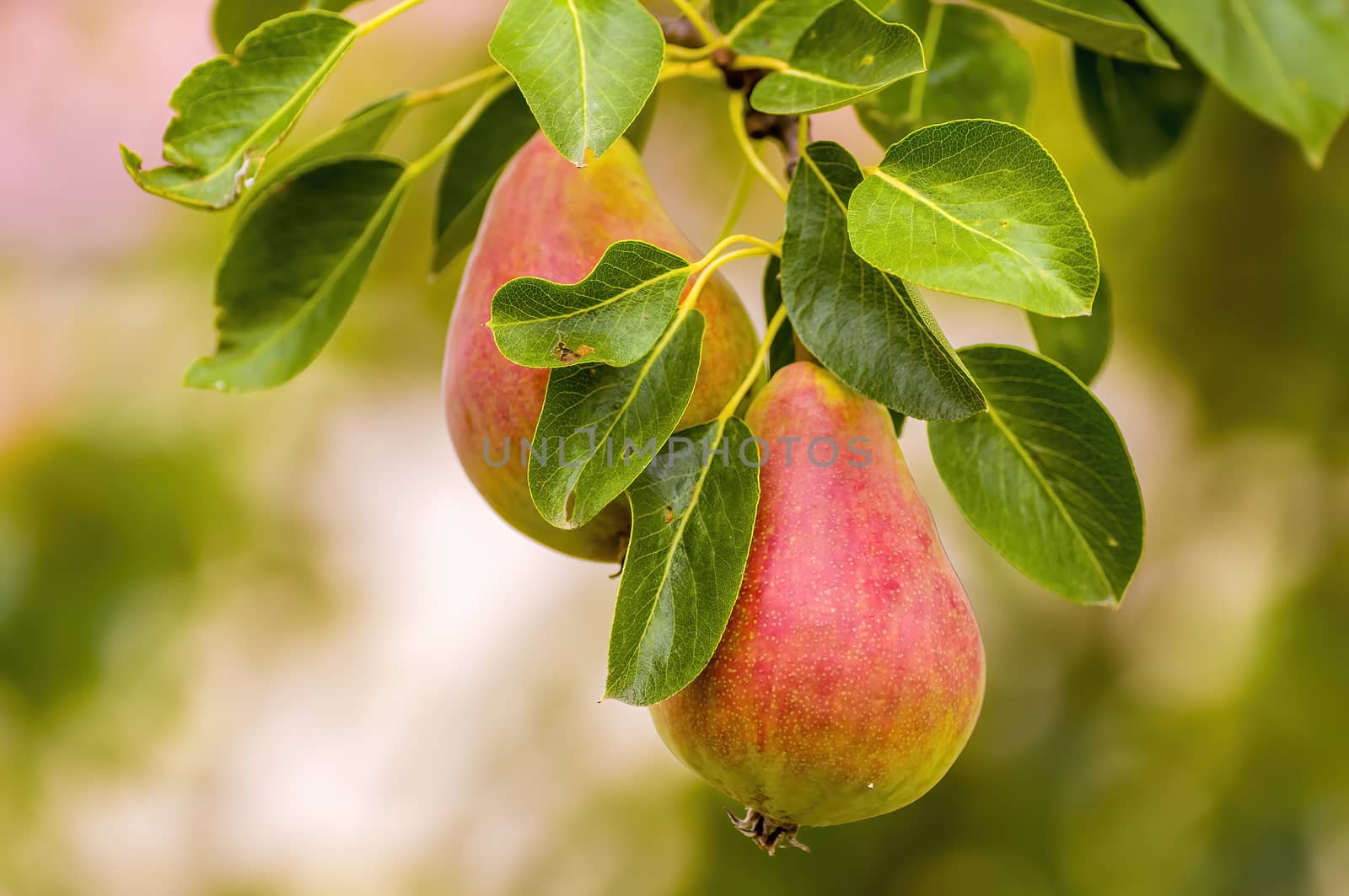 Delicious juicy pear on a tree in seasonal garden