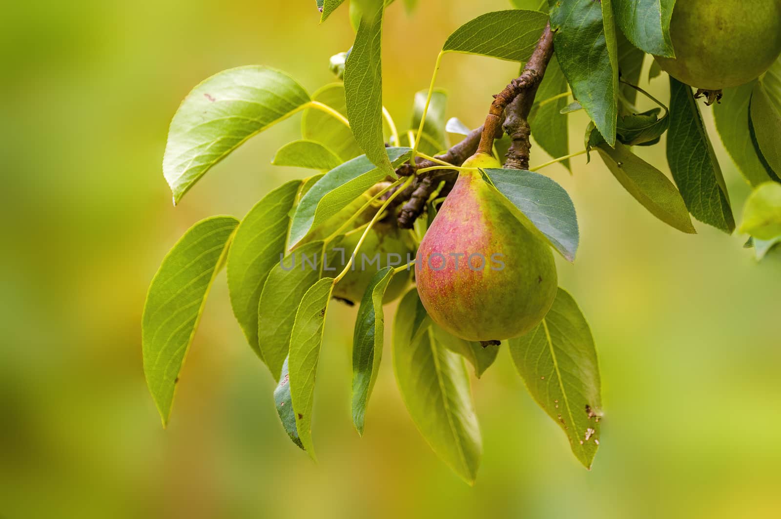 Delicious juicy pear on a tree in seasonal garden