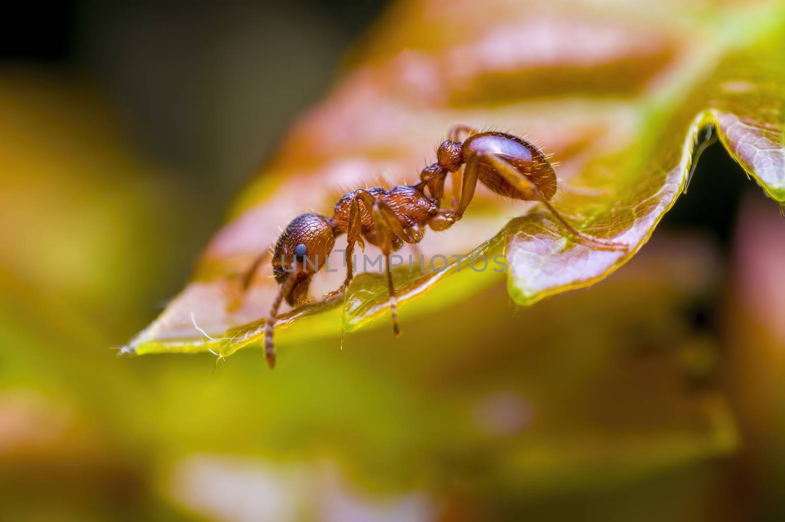 small ant insect on a plant in the meadows