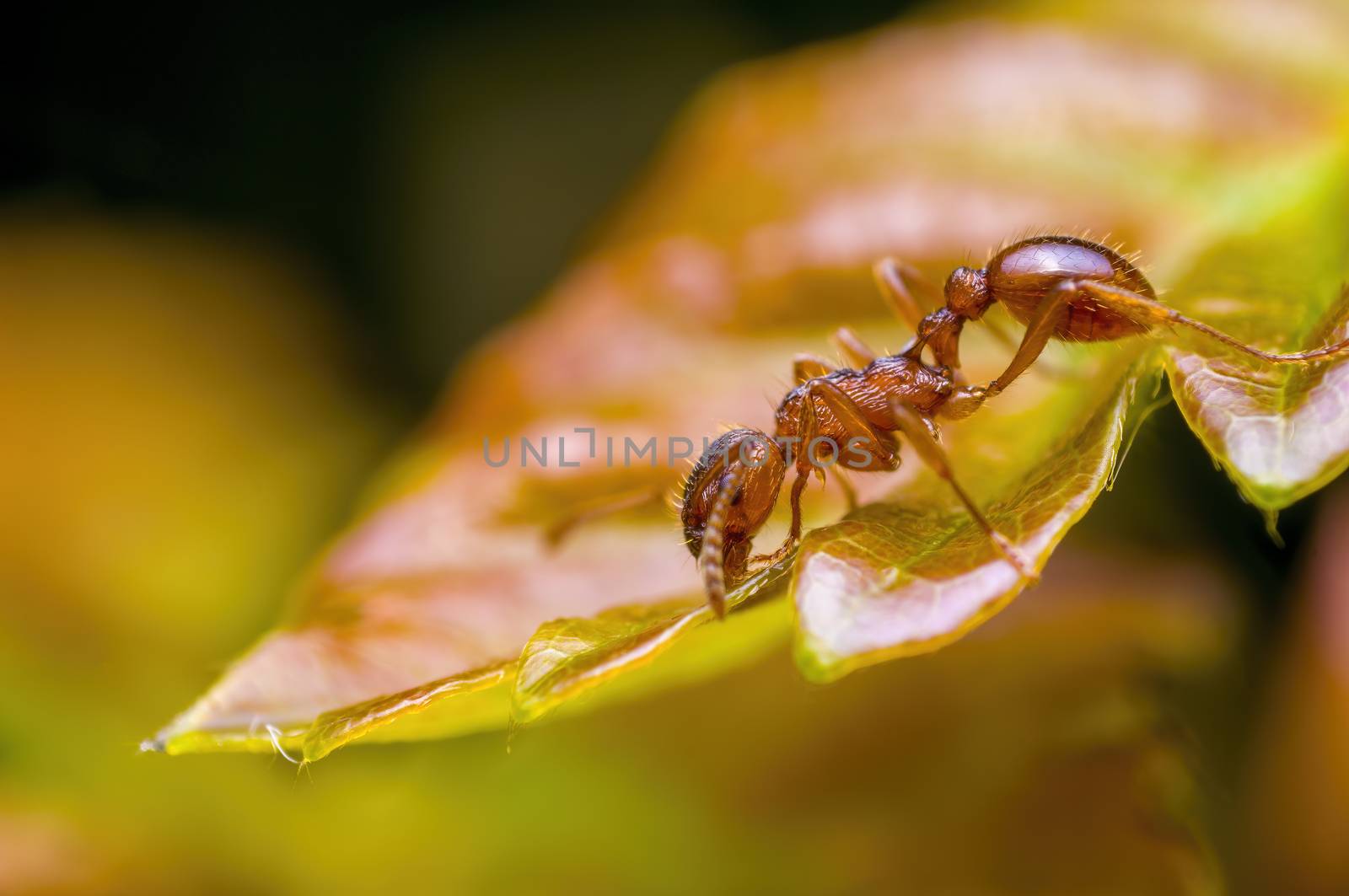 small ant insect on a plant in the meadows