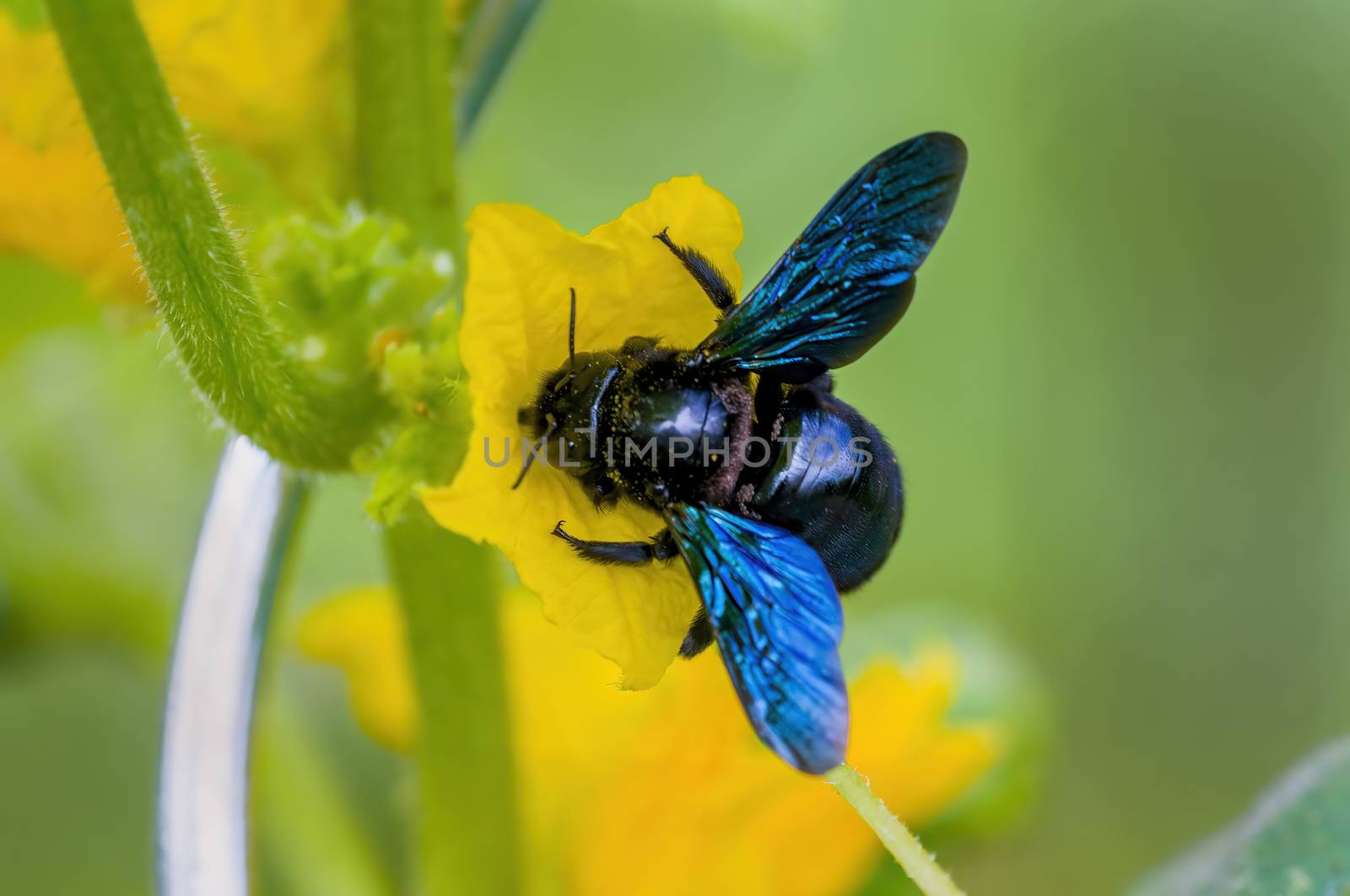 Little bee insect on a plant in the meadows