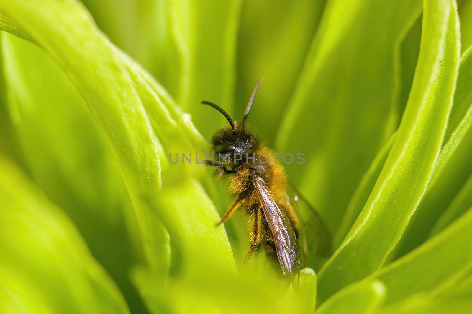 Little bee insect on a plant in the meadows