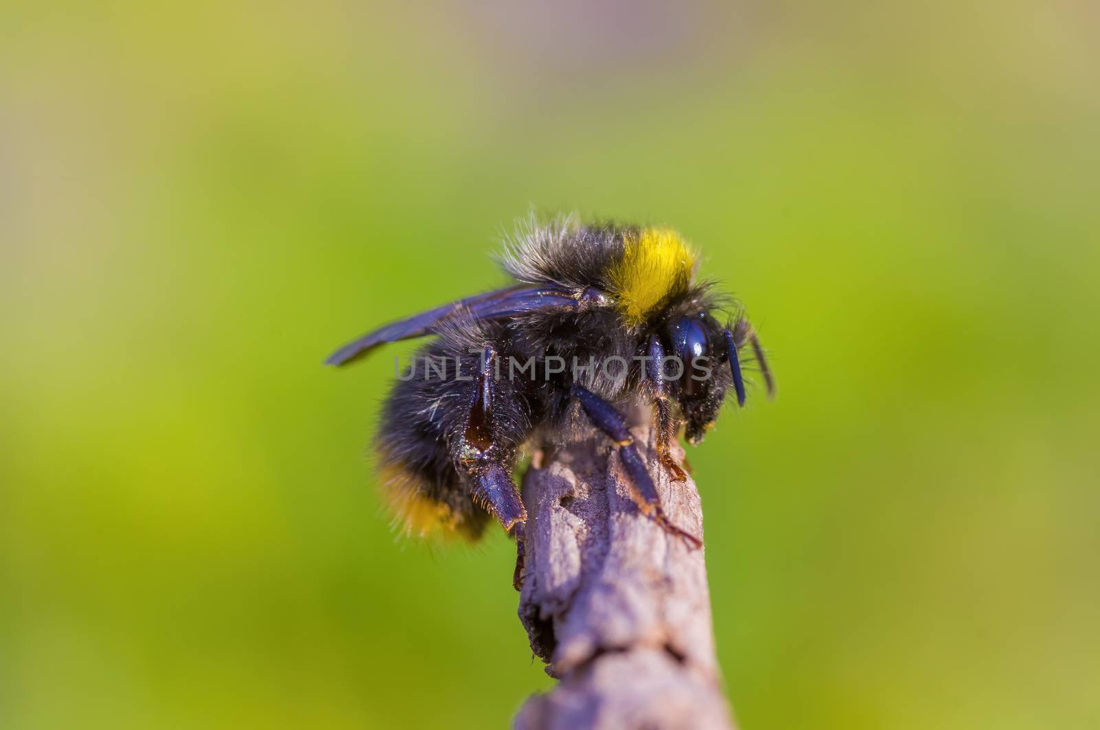 Little bee insect on a plant in the meadows