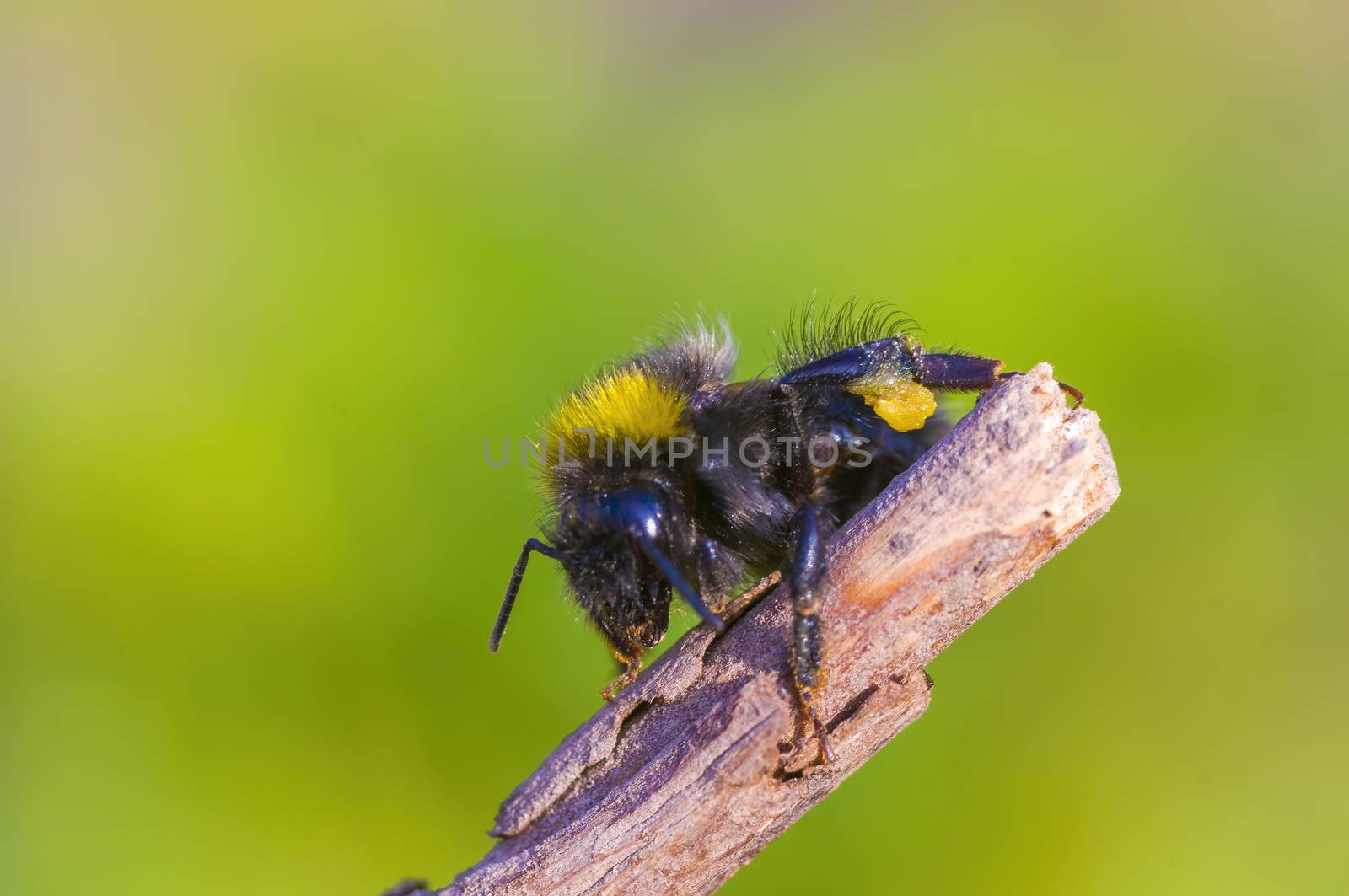 Little bee insect on a plant in the meadows