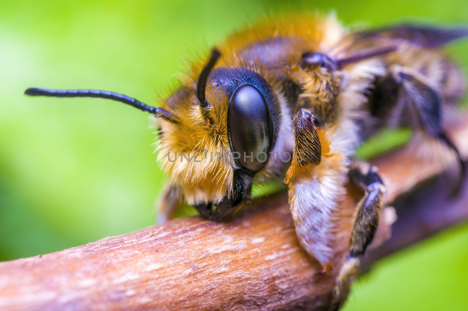 Little bee insect on a plant in the meadows