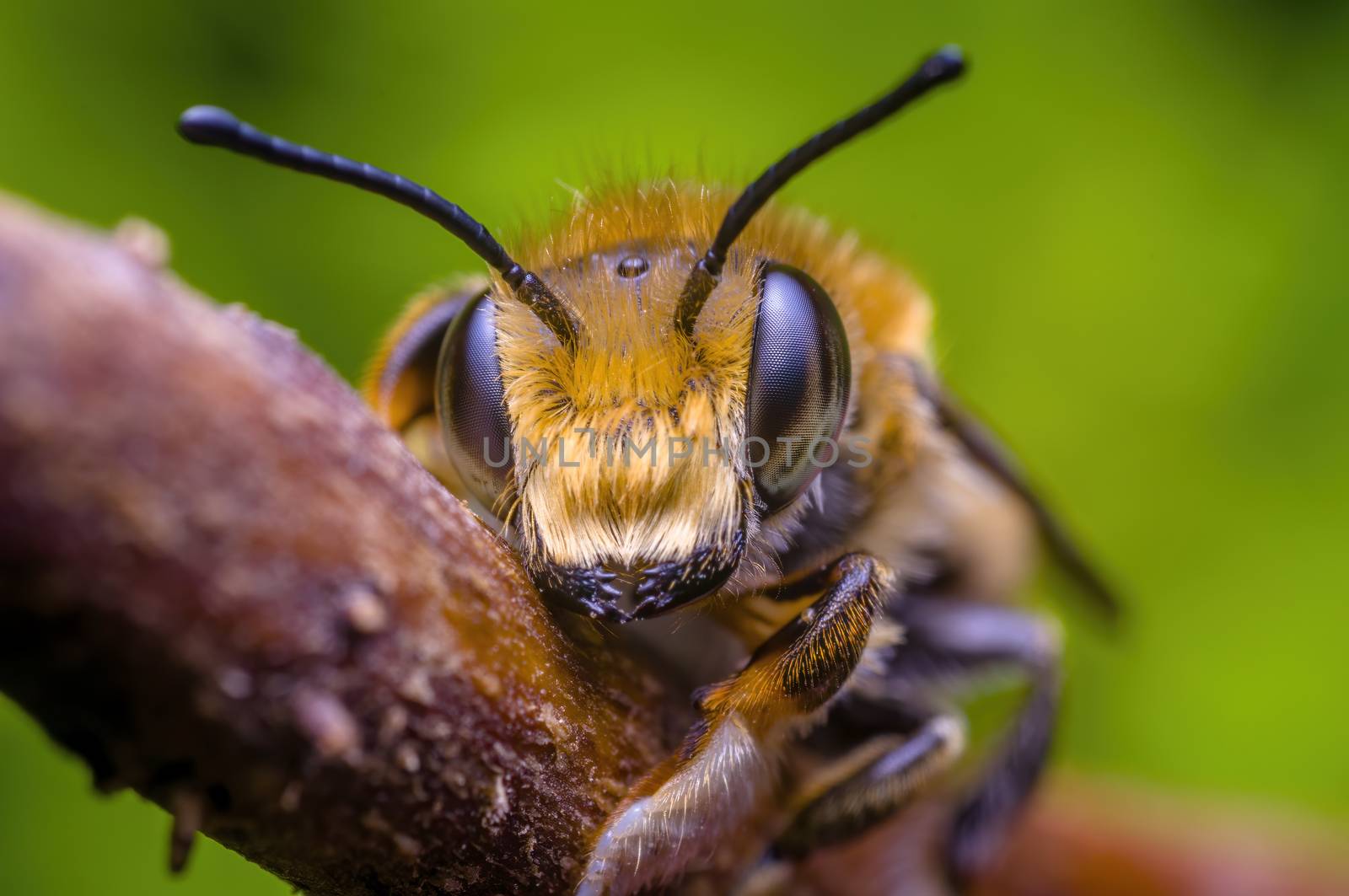 Little bee insect on a plant in the meadows