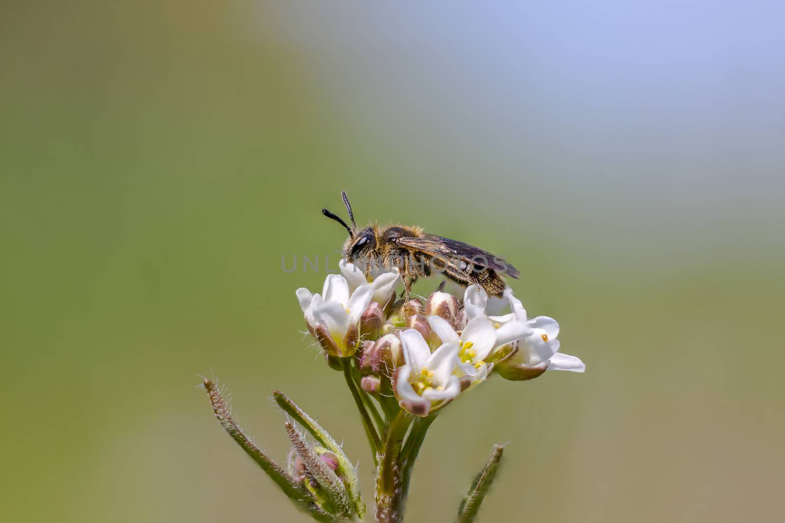 Little bee insect on a plant in the meadows