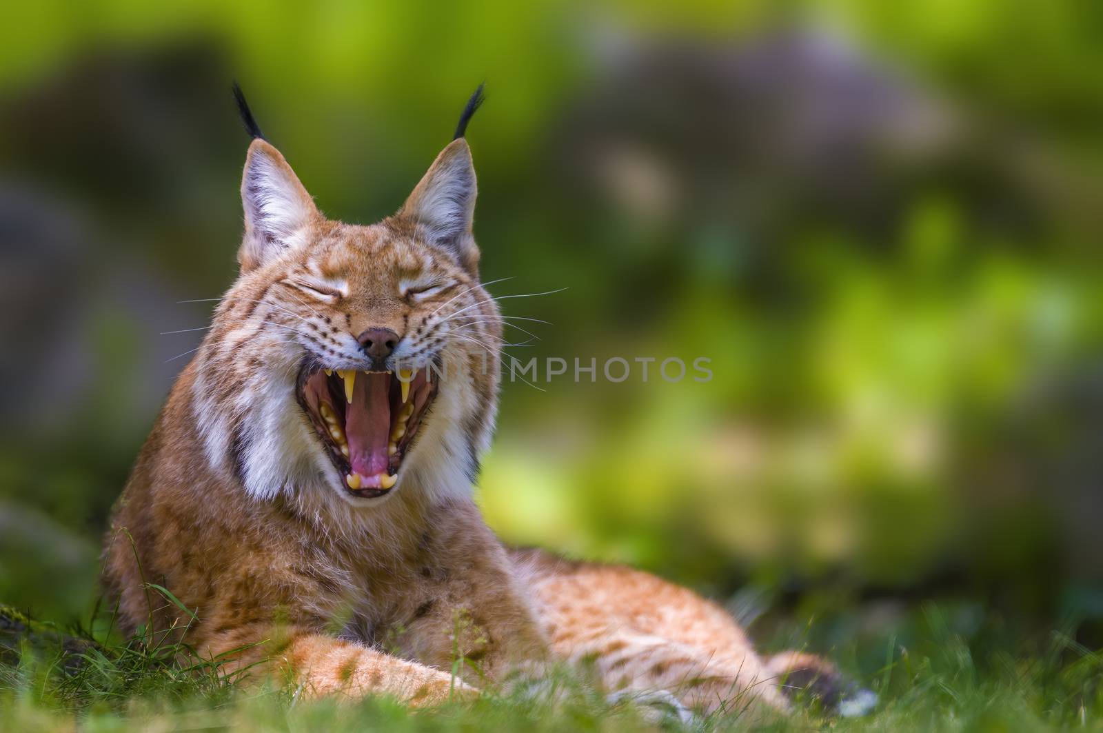 a wild lynx is hiding in the forests